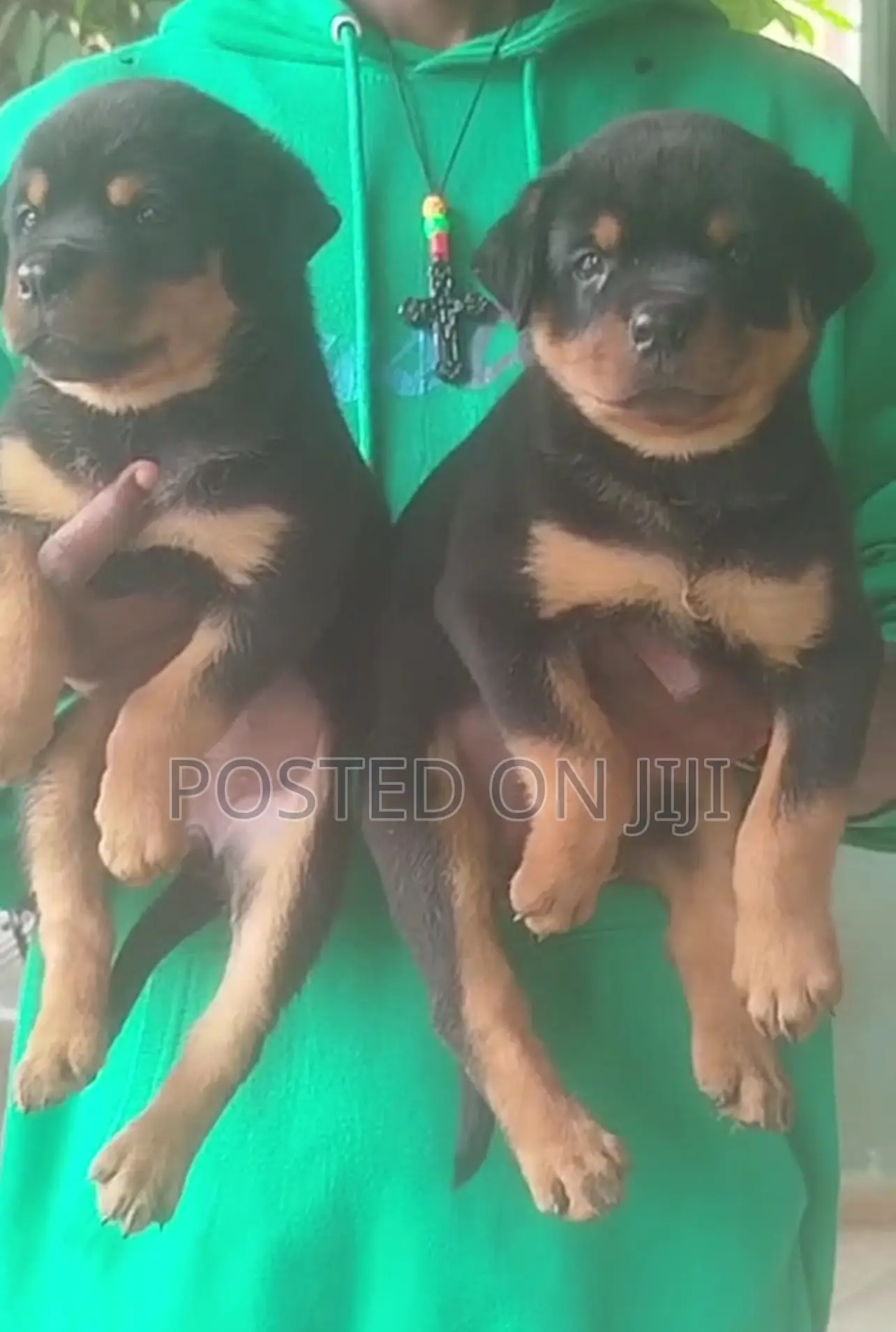 1-3 months Female Purebred Rottweiler