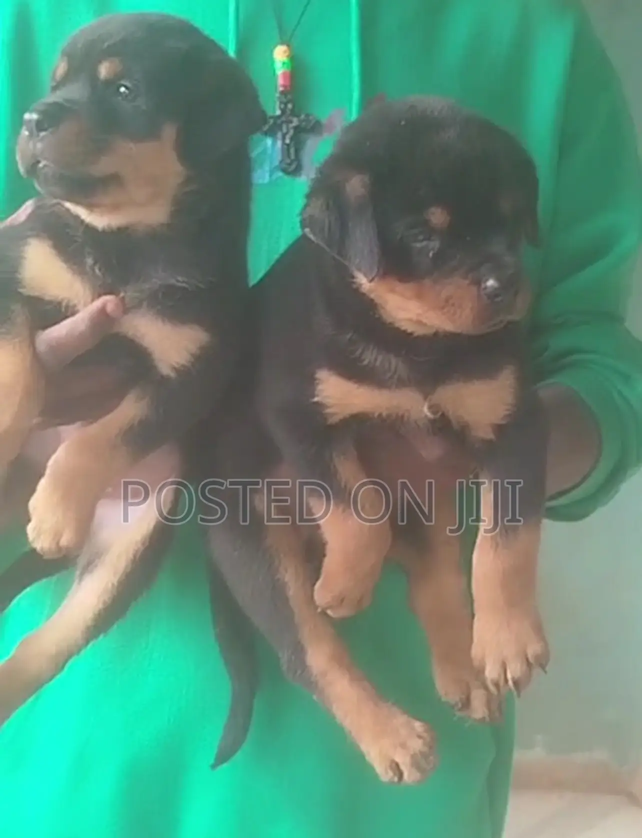 1-3 months Female Purebred Rottweiler