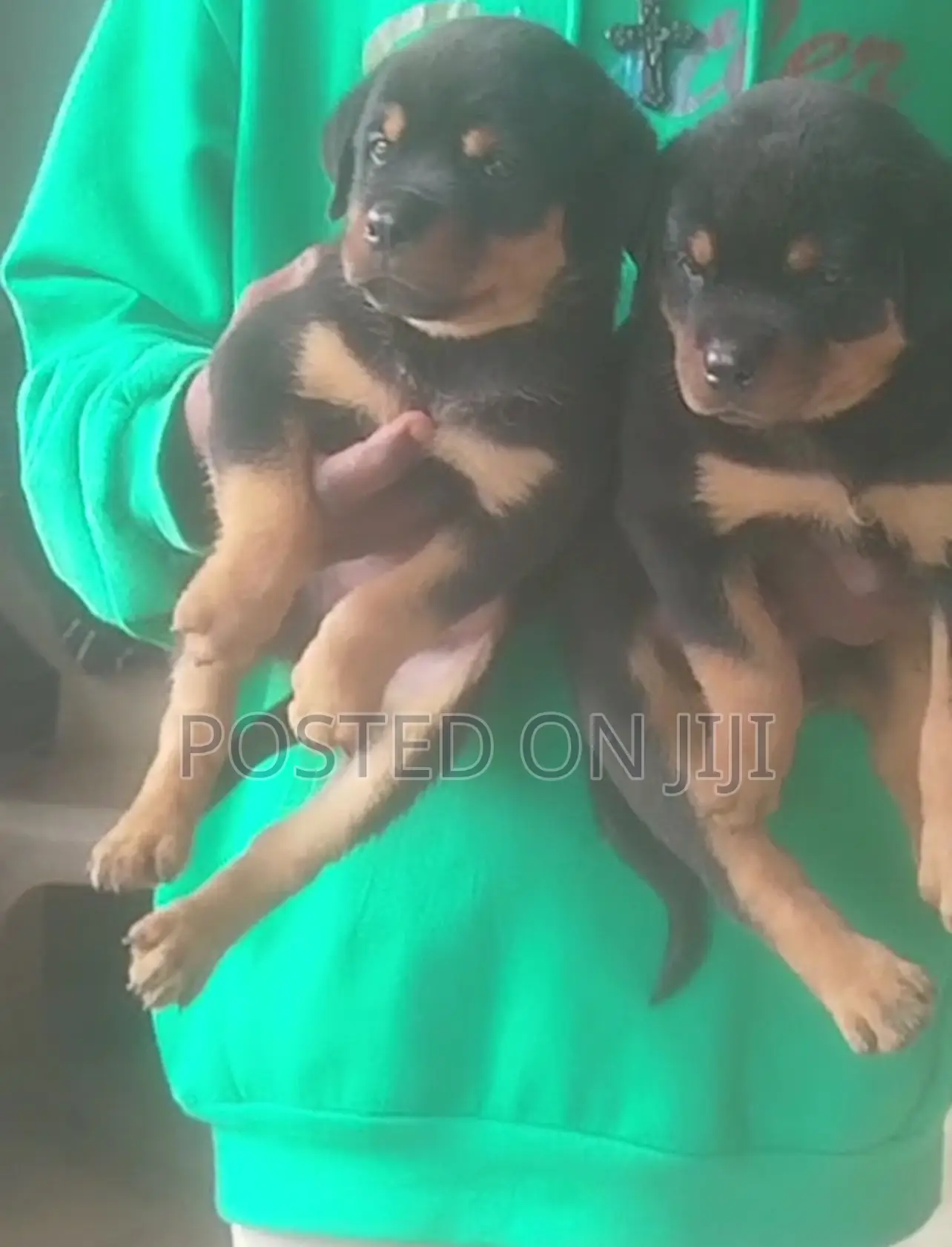 1-3 months Female Purebred Rottweiler