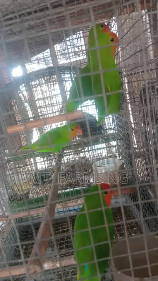 Well Healthy Lovely Birds