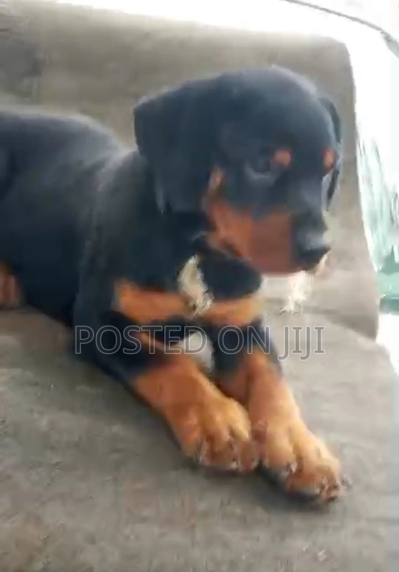 1-3 months Male Purebred Rottweiler