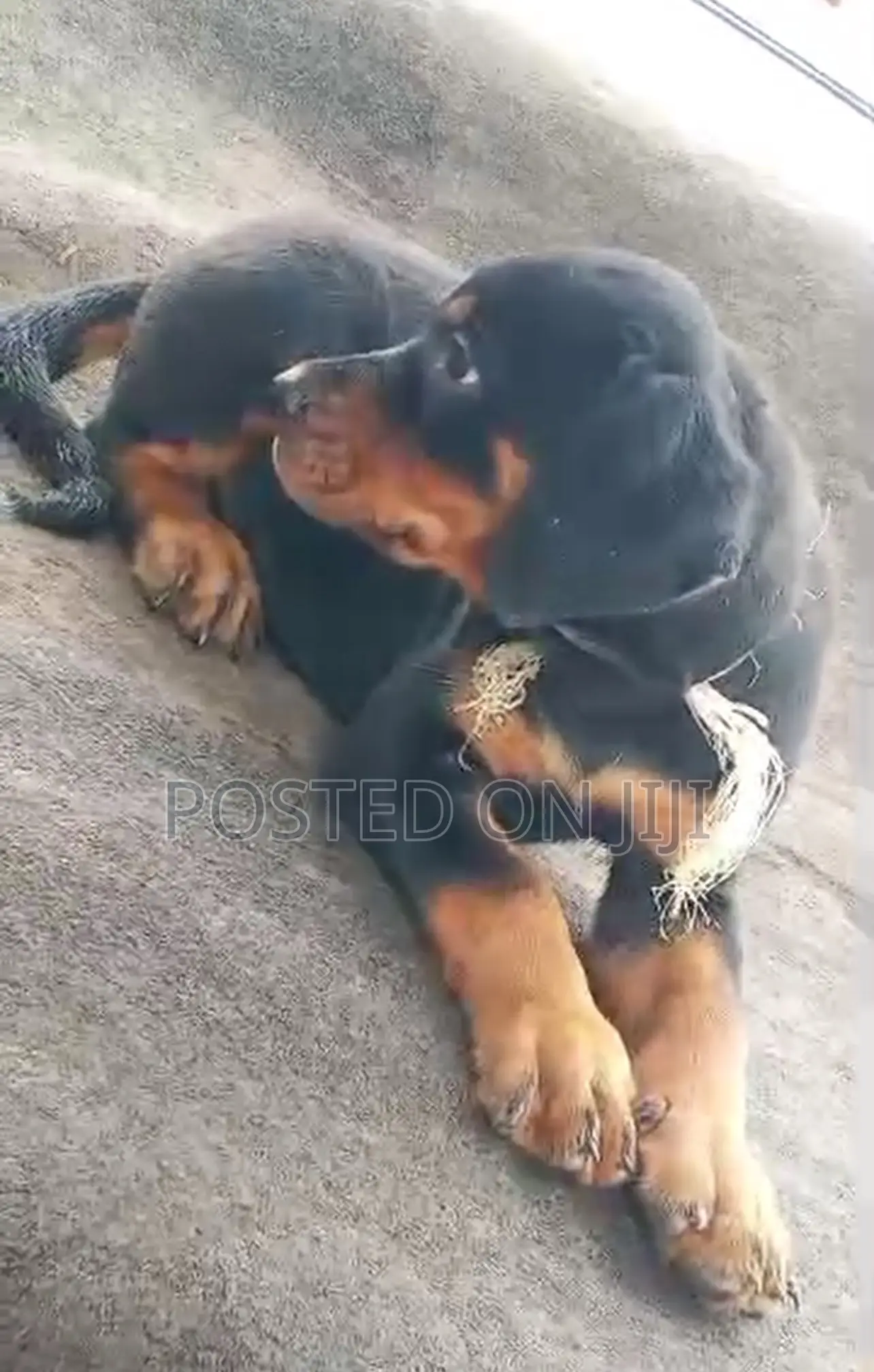 1-3 months Male Purebred Rottweiler