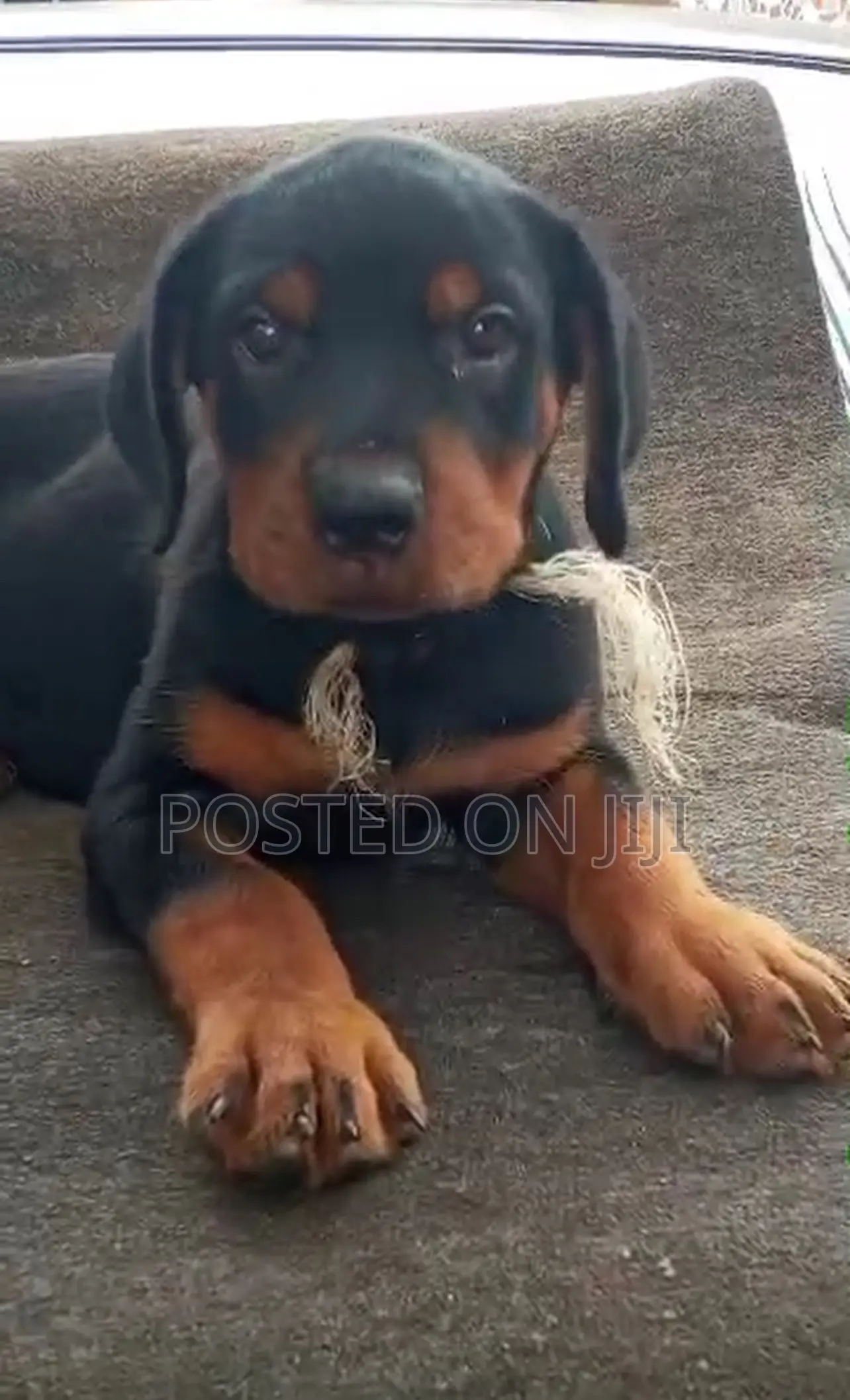 1-3 months Male Purebred Rottweiler