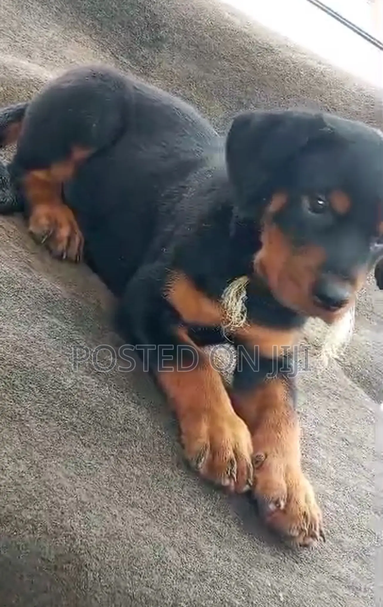 1-3 months Male Purebred Rottweiler