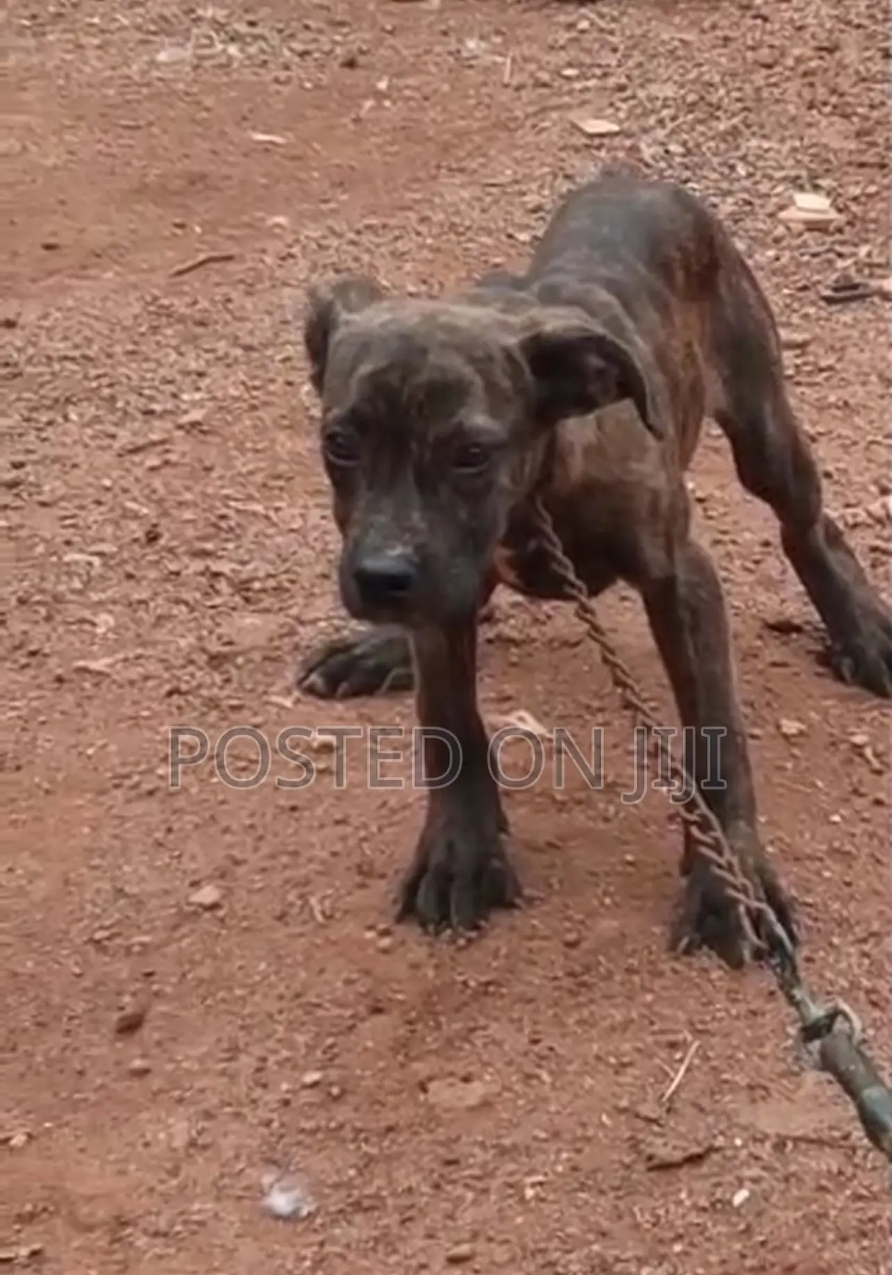 3-6 months Female Purebred Boerboel