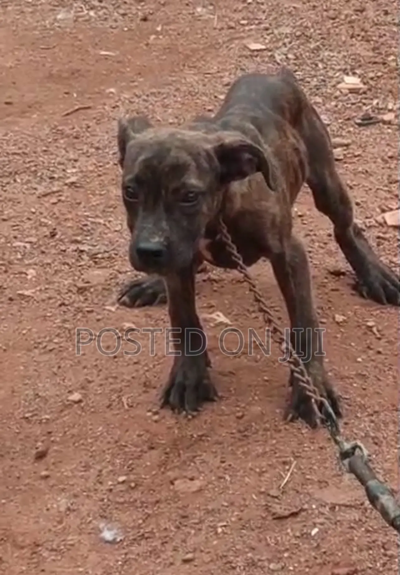 3-6 months Female Purebred Boerboel
