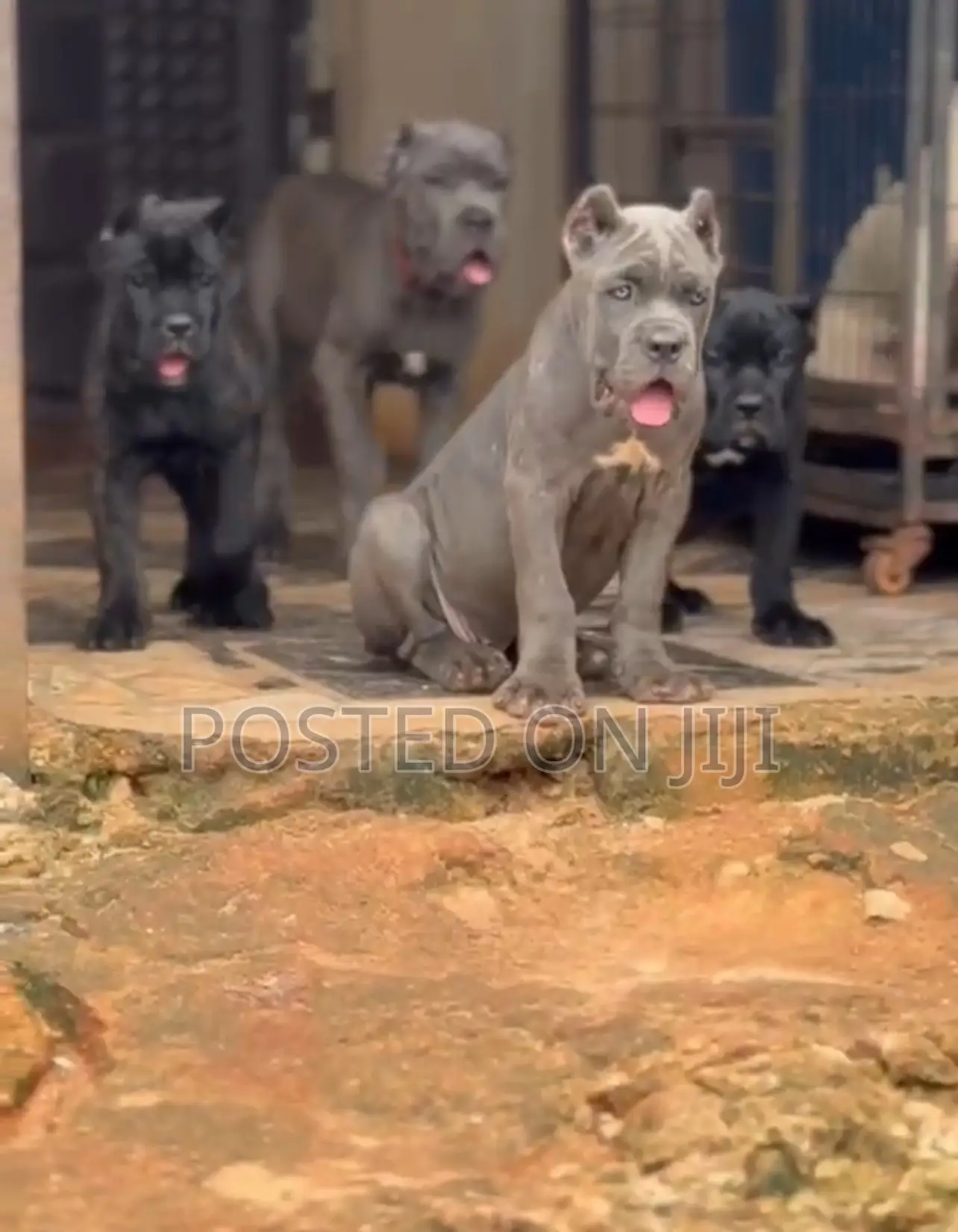 1-3 months Female Purebred Cane Corso