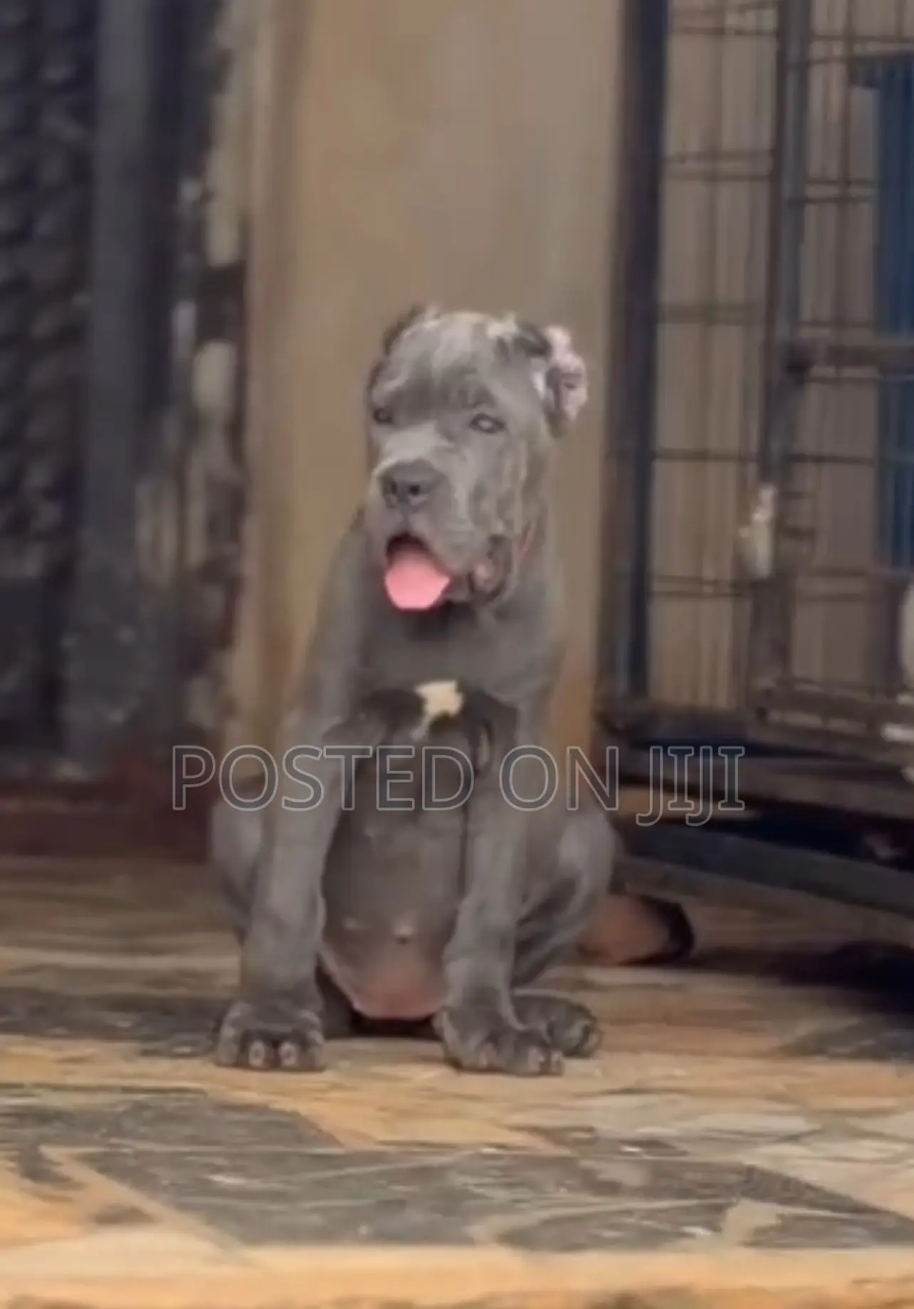 1-3 months Female Purebred Cane Corso