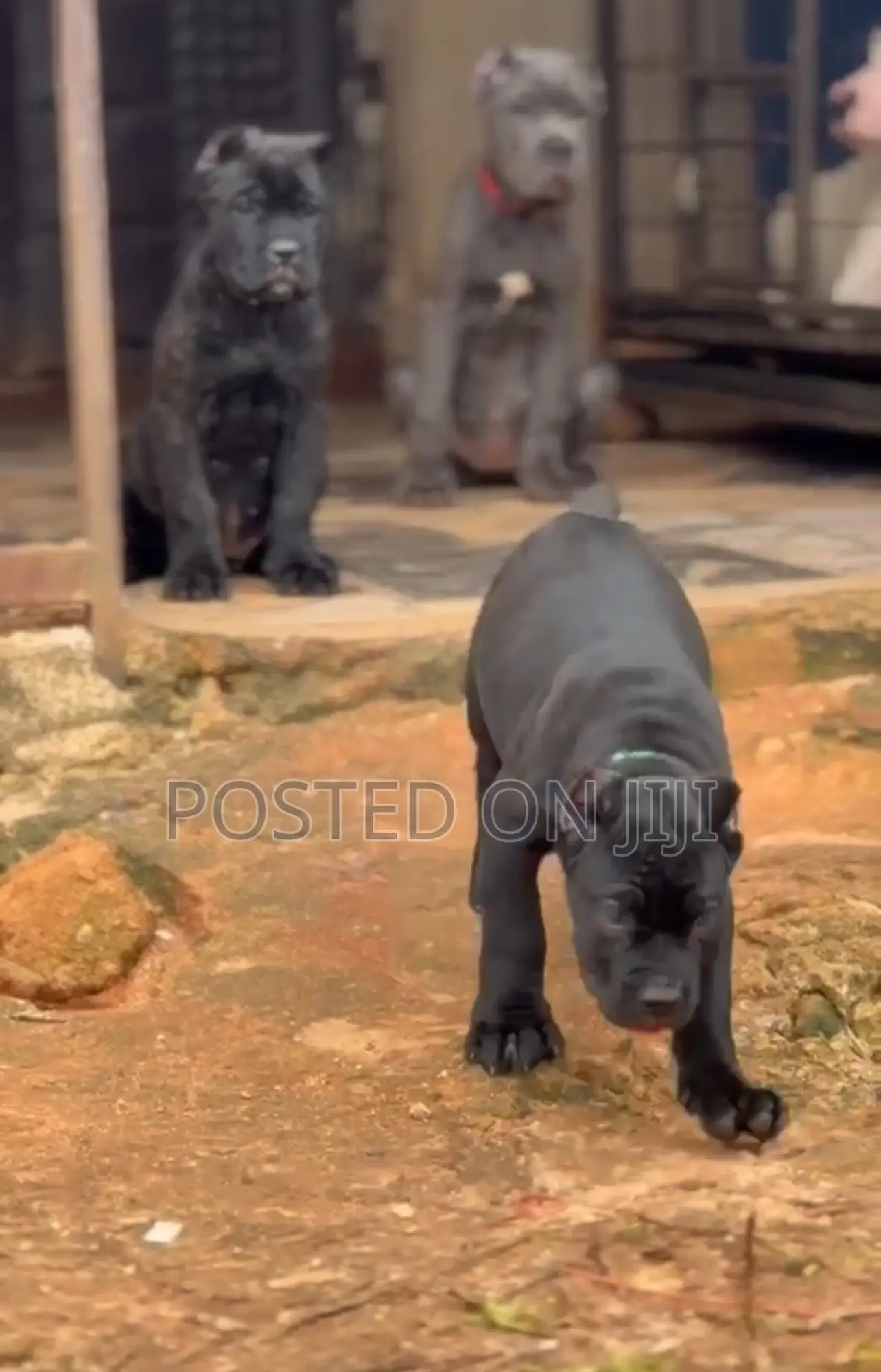 1-3 months Female Purebred Cane Corso
