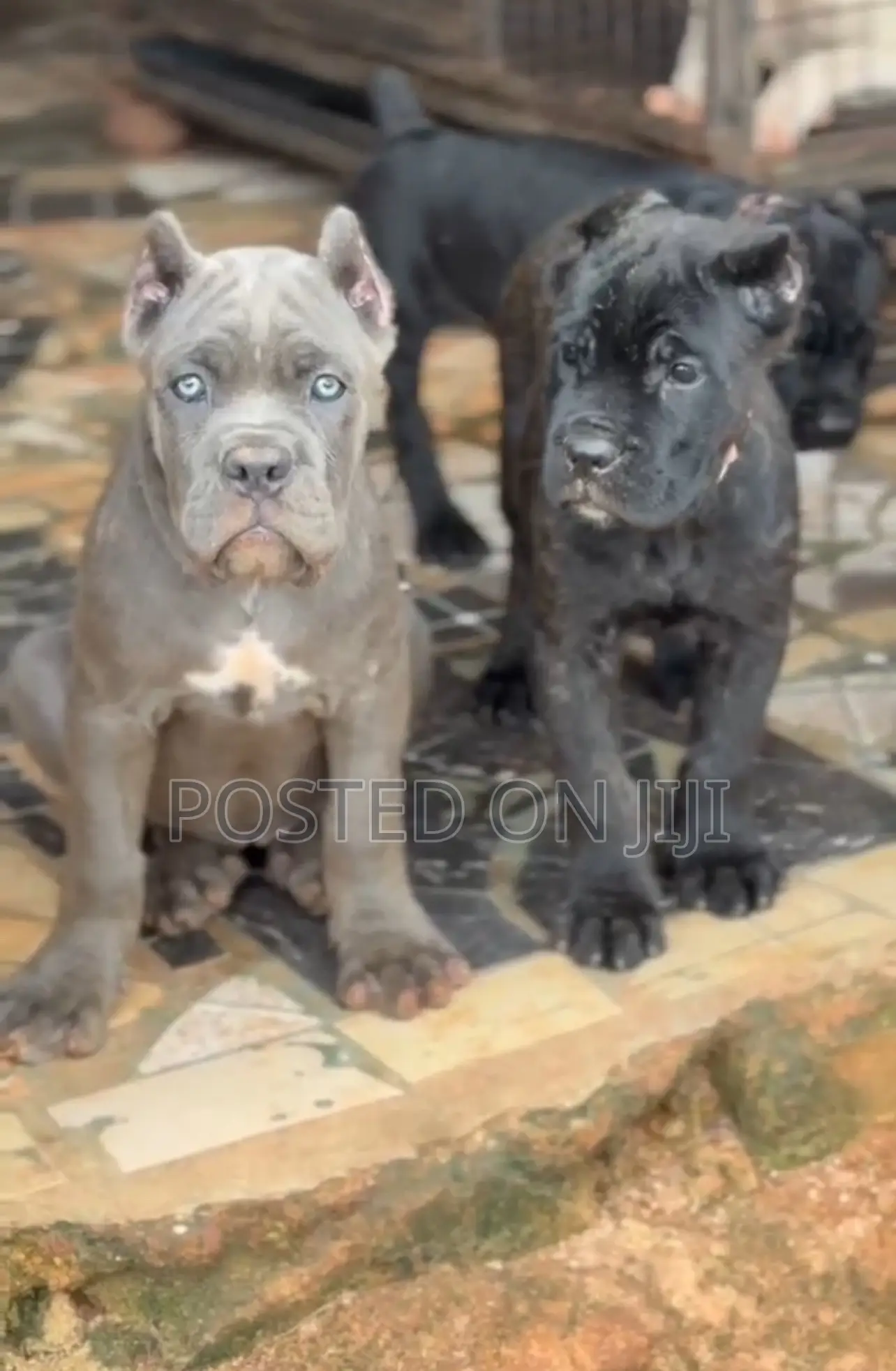1-3 months Male Purebred Cane Corso