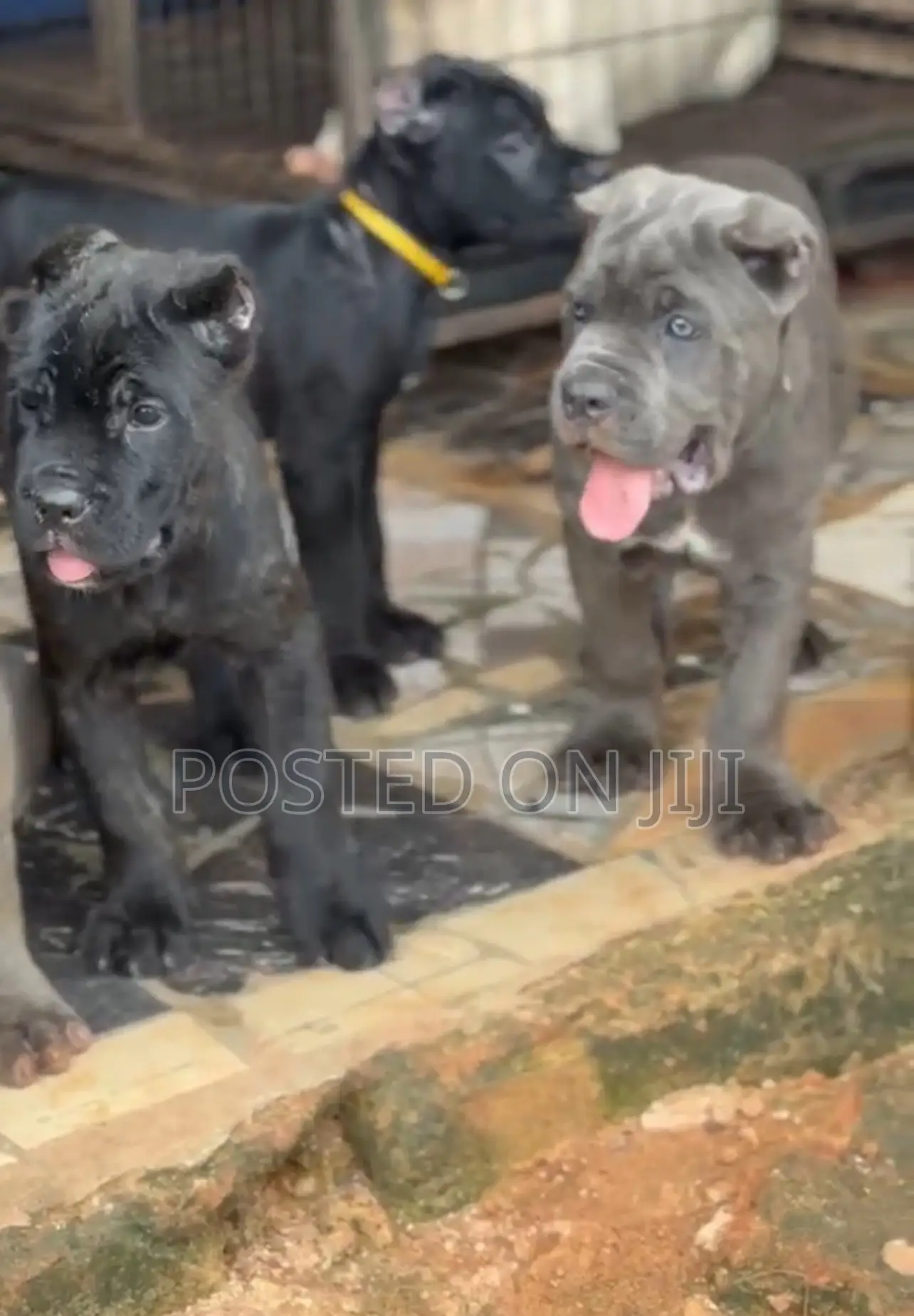 1-3 months Male Purebred Cane Corso