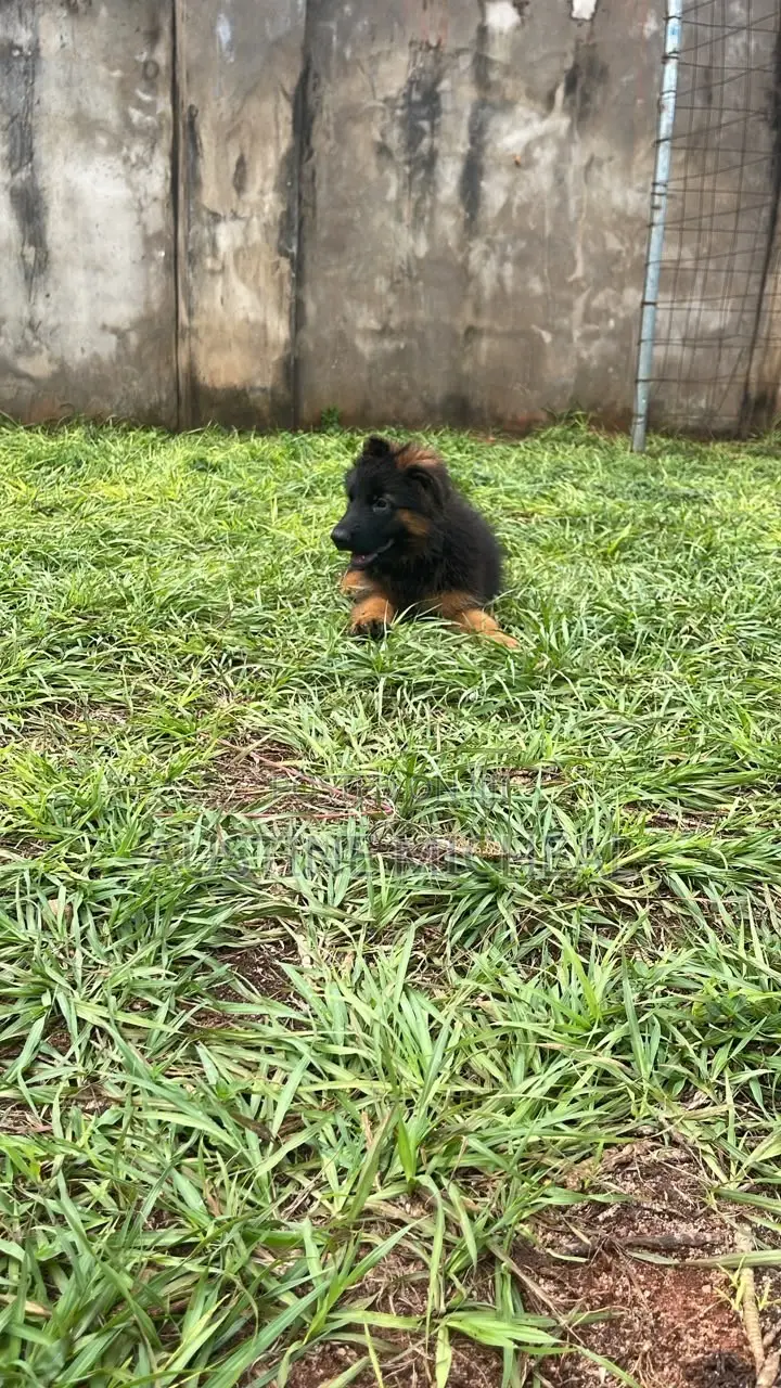 1-3 months Male Purebred German Shepherd