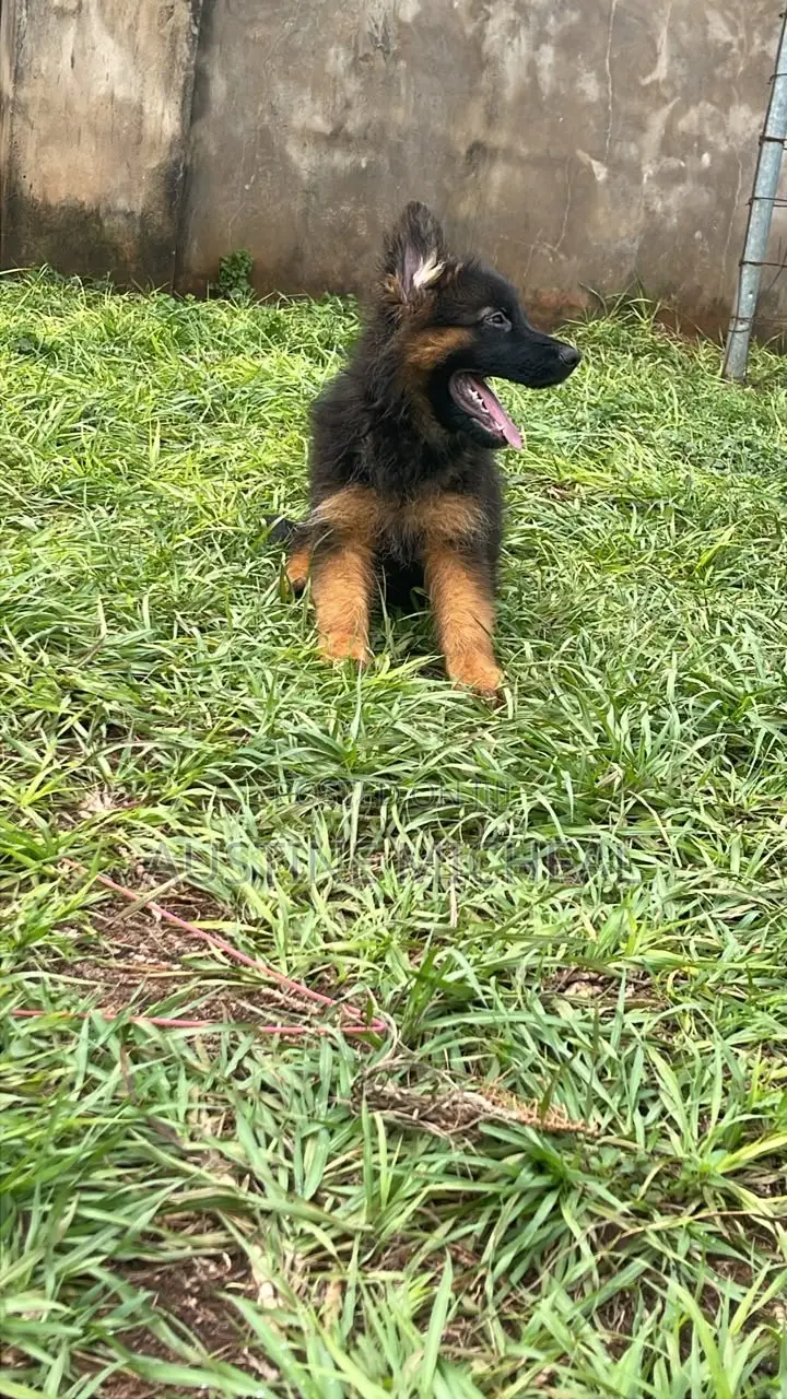 1-3 months Male Purebred German Shepherd
