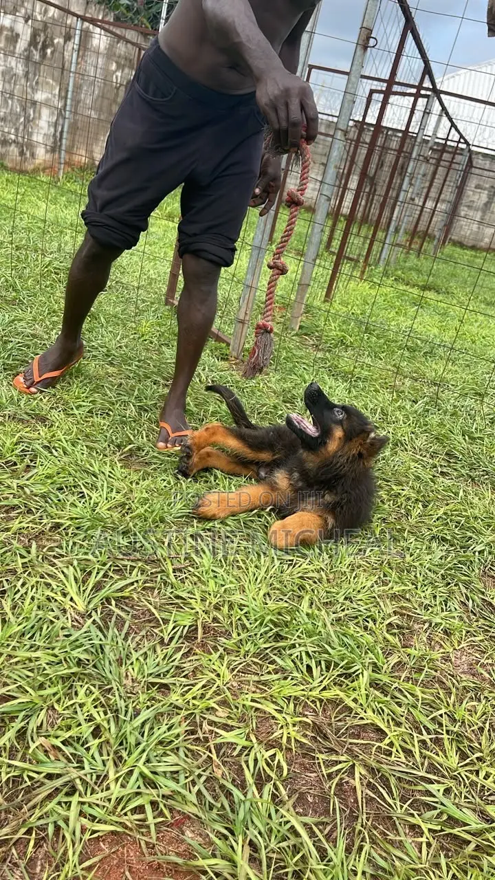 1-3 months Male Purebred German Shepherd