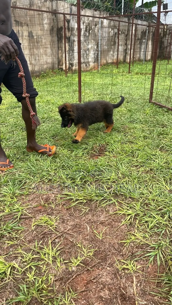 1-3 months Male Purebred German Shepherd