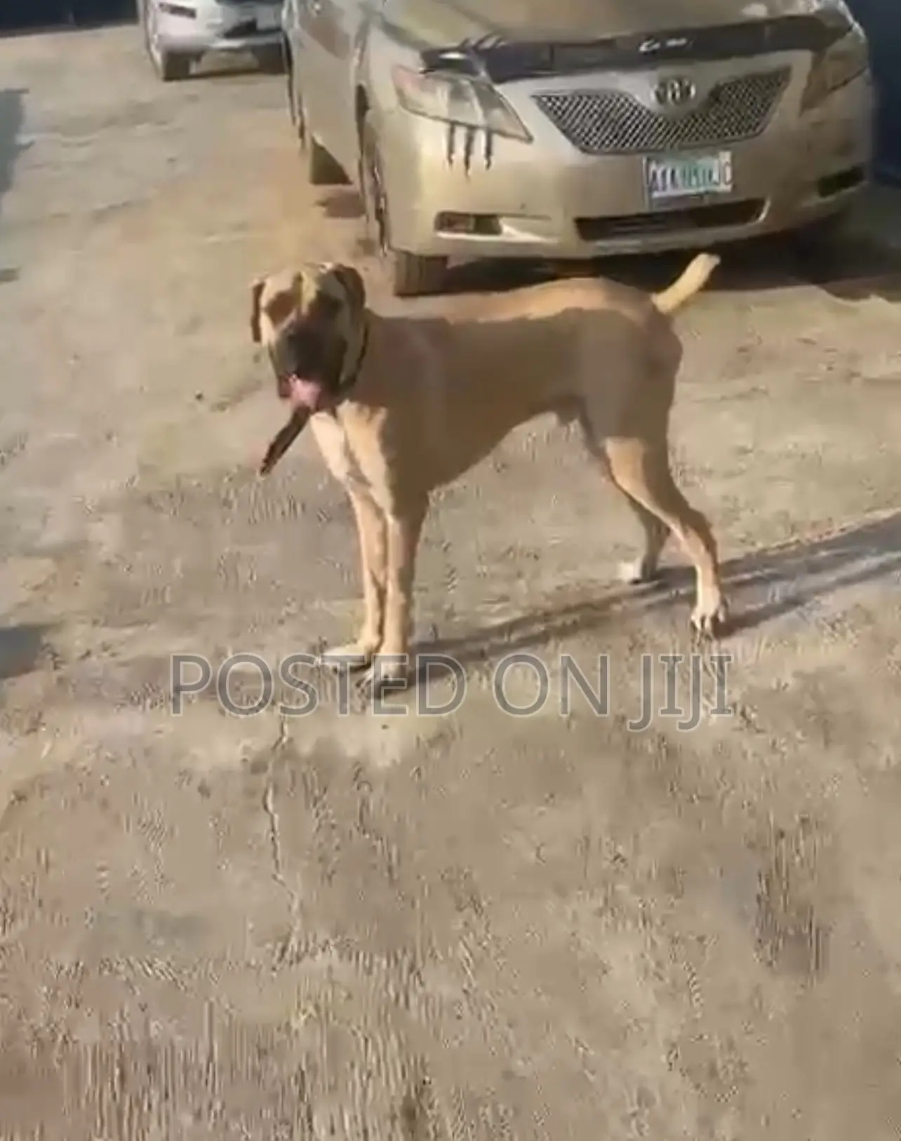 6-12 months Male Purebred Boerboel