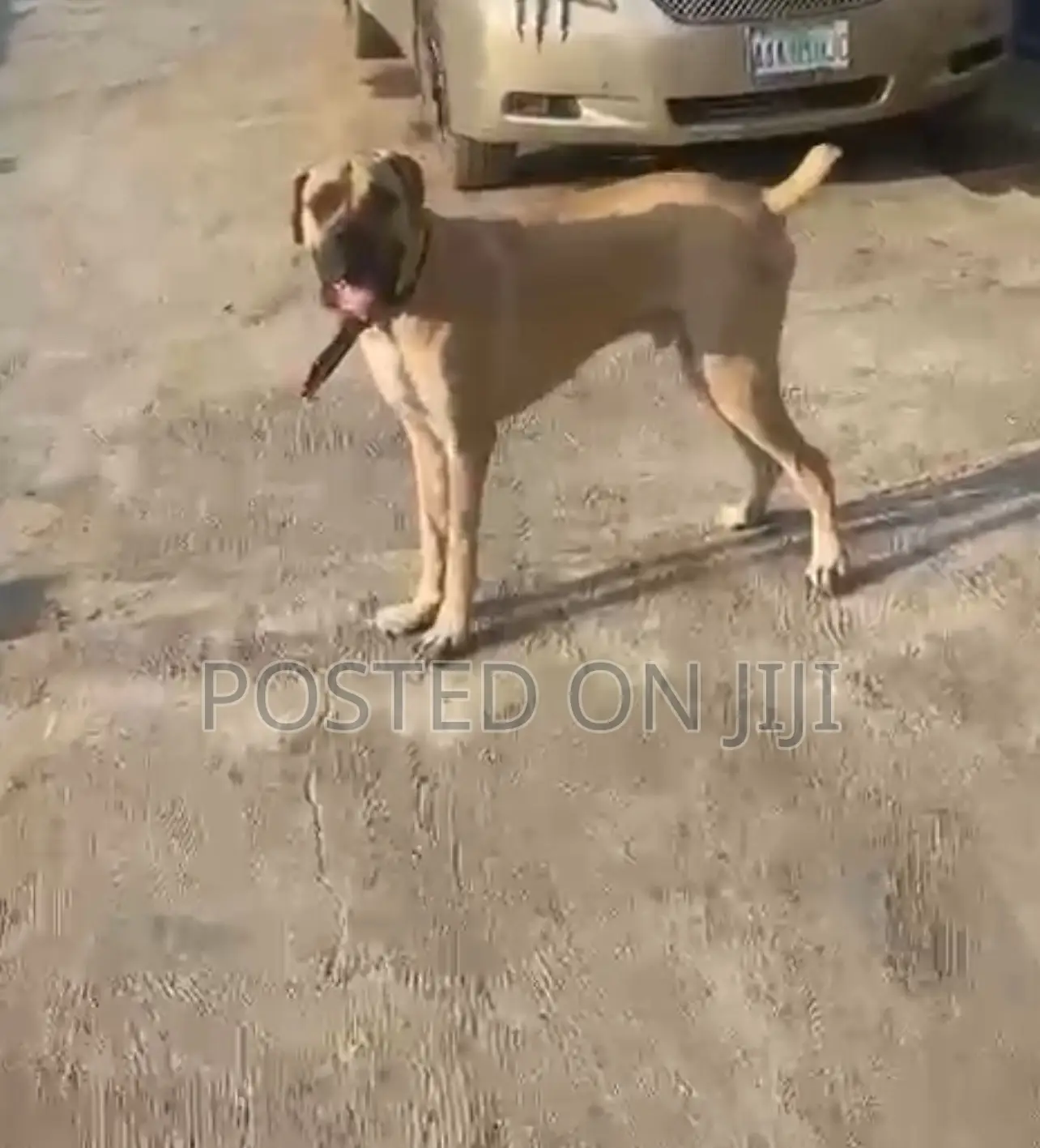6-12 months Male Purebred Boerboel