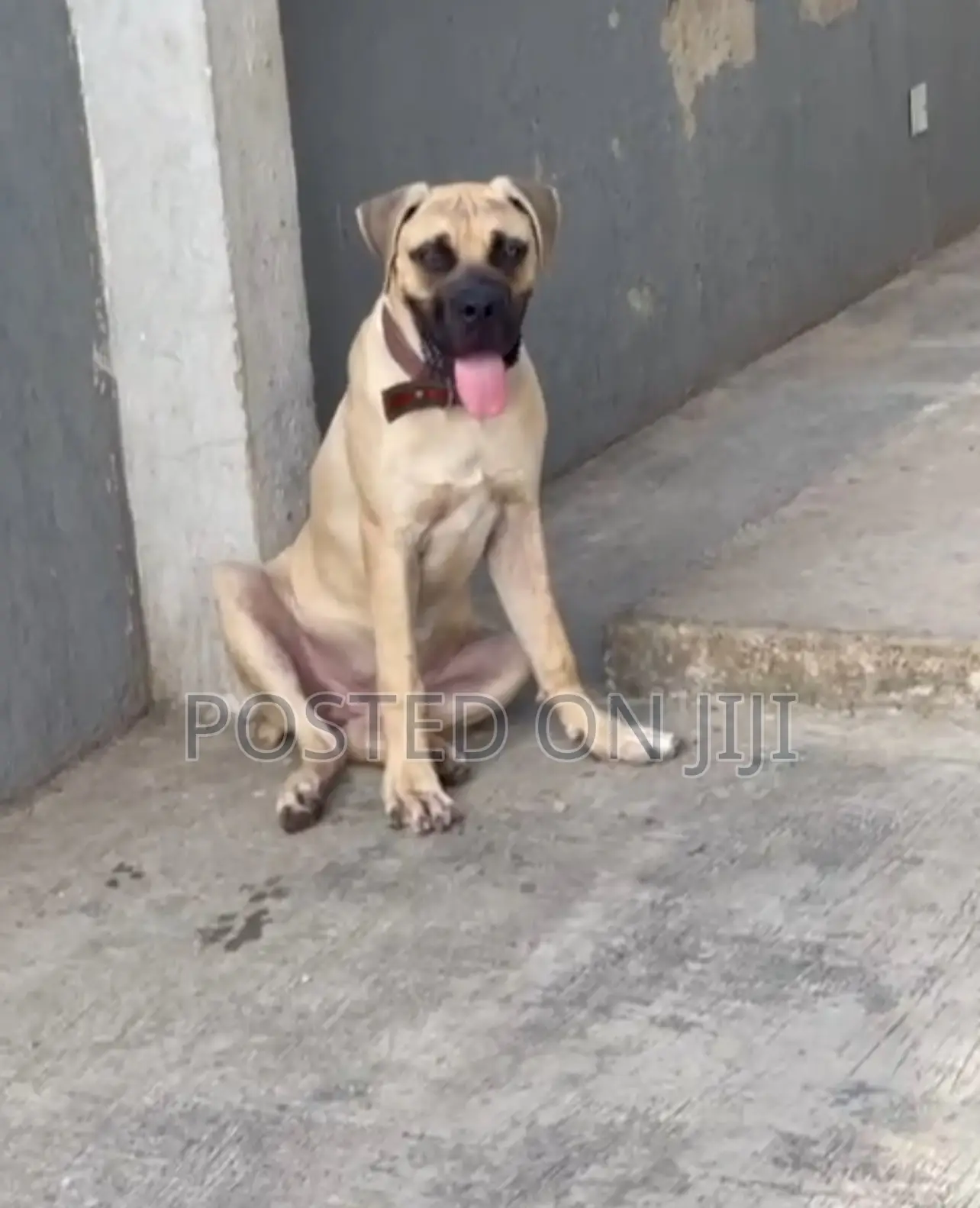 6-12 months Male Purebred Boerboel