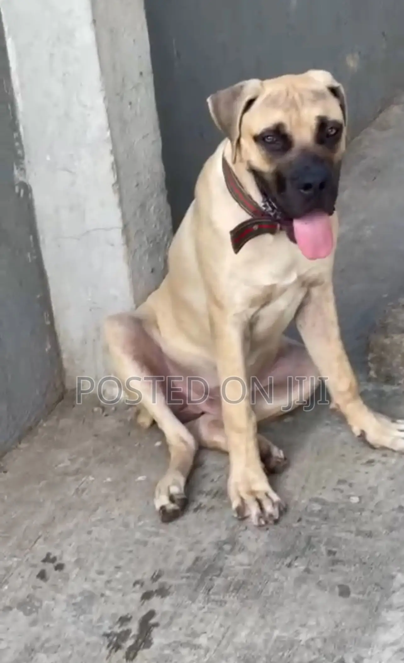6-12 months Male Purebred Boerboel