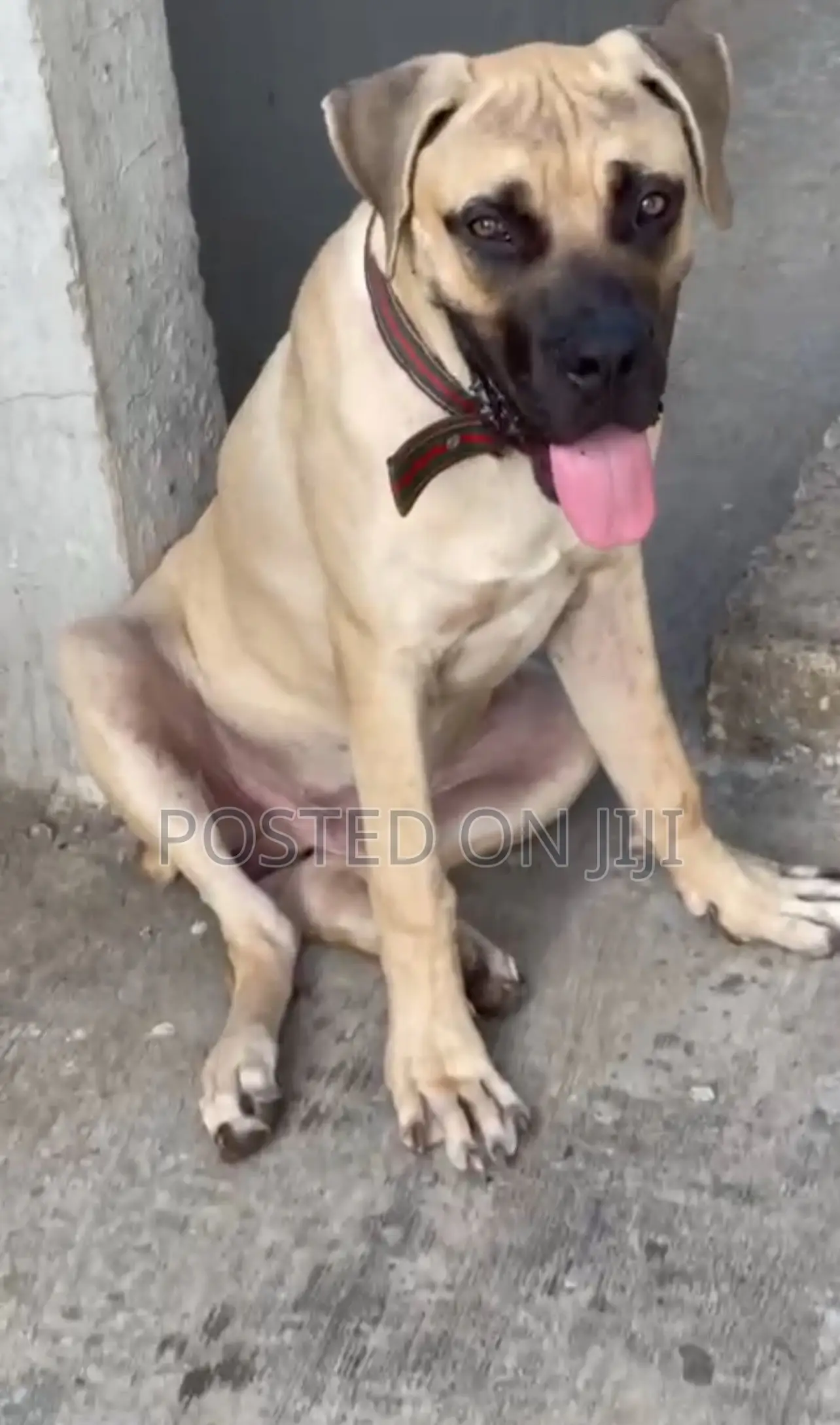 6-12 months Male Purebred Boerboel