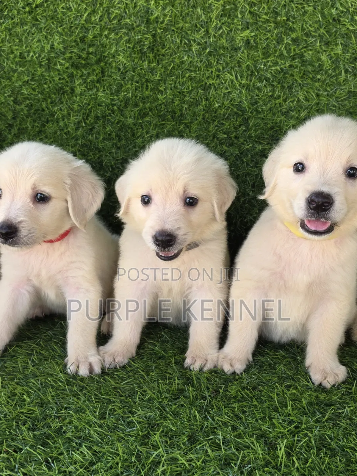 1-3 months Male Purebred Golden Retriever
