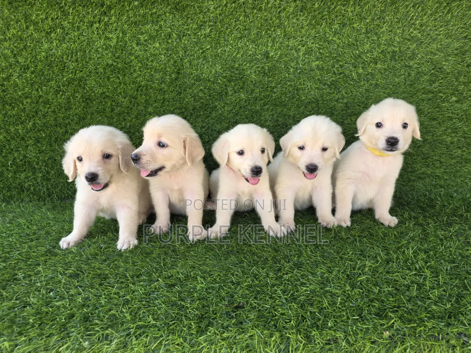 1-3 months Male Purebred Golden Retriever