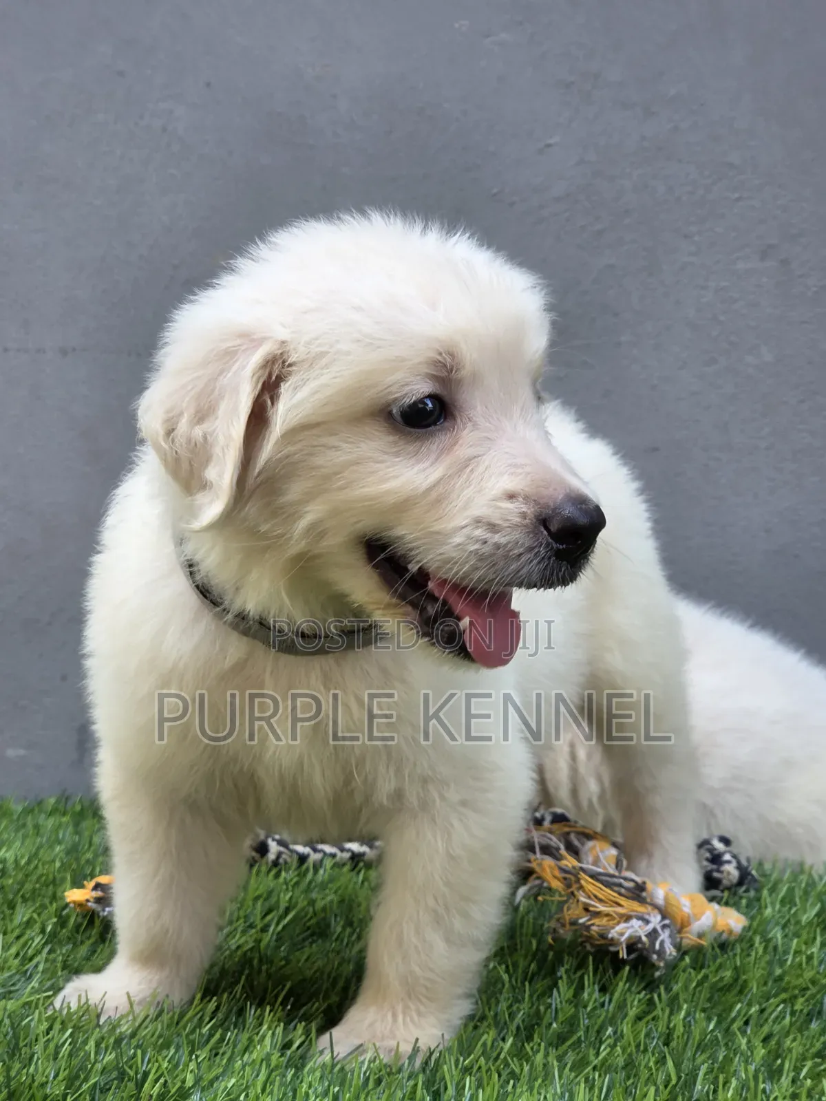 1-3 months Male Purebred Golden Retriever