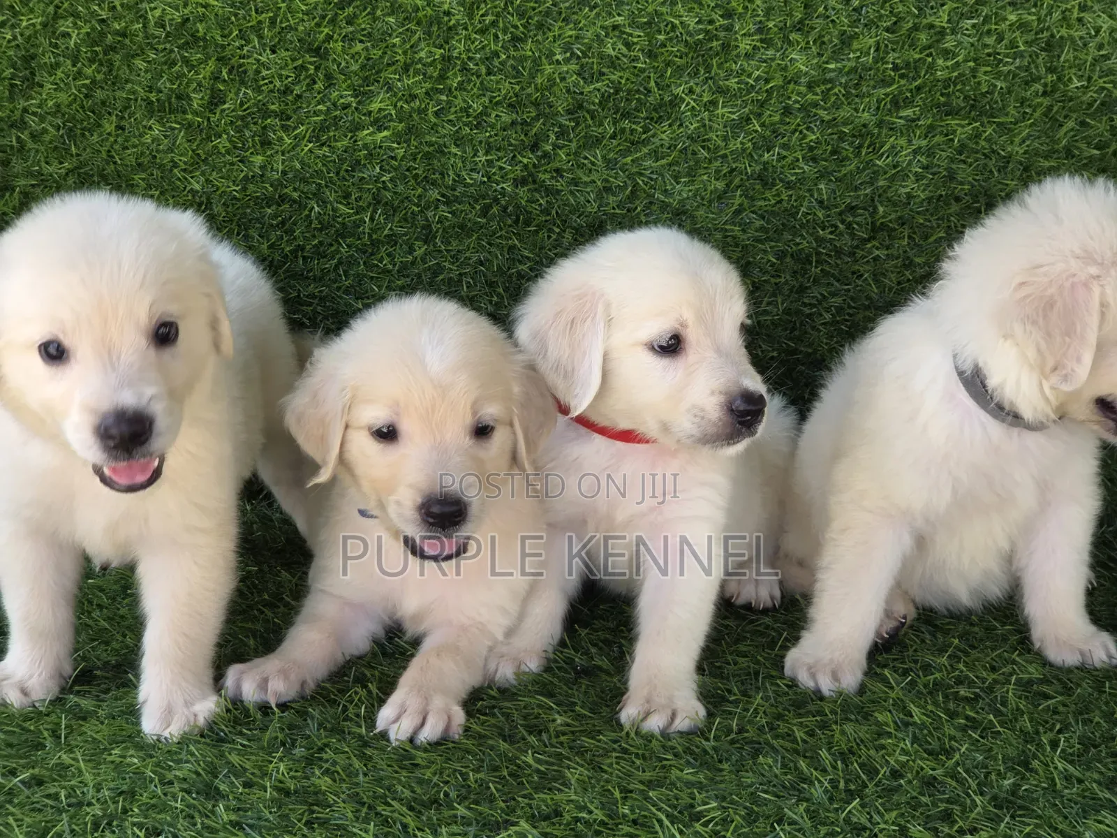 1-3 months Male Purebred Golden Retriever