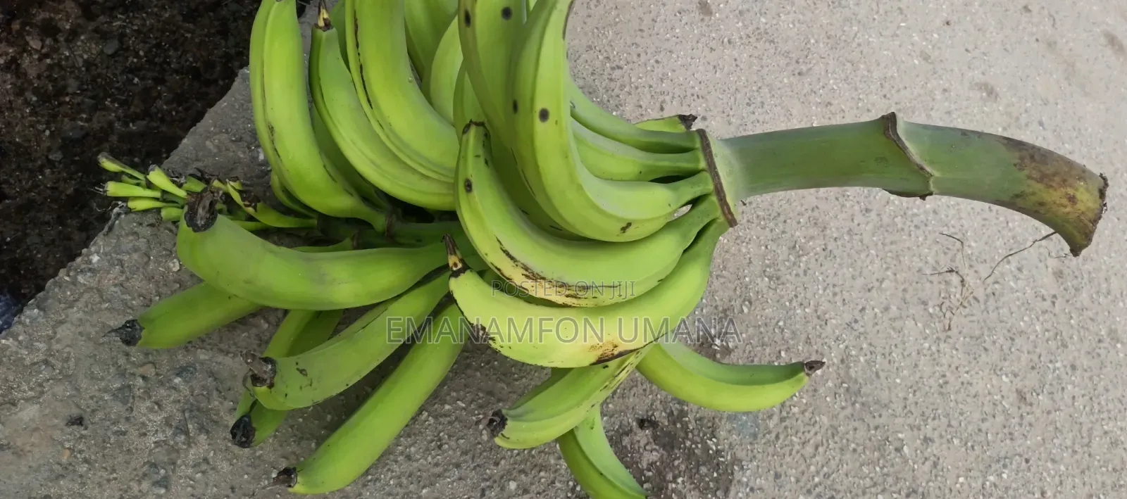 Plantain Bunches