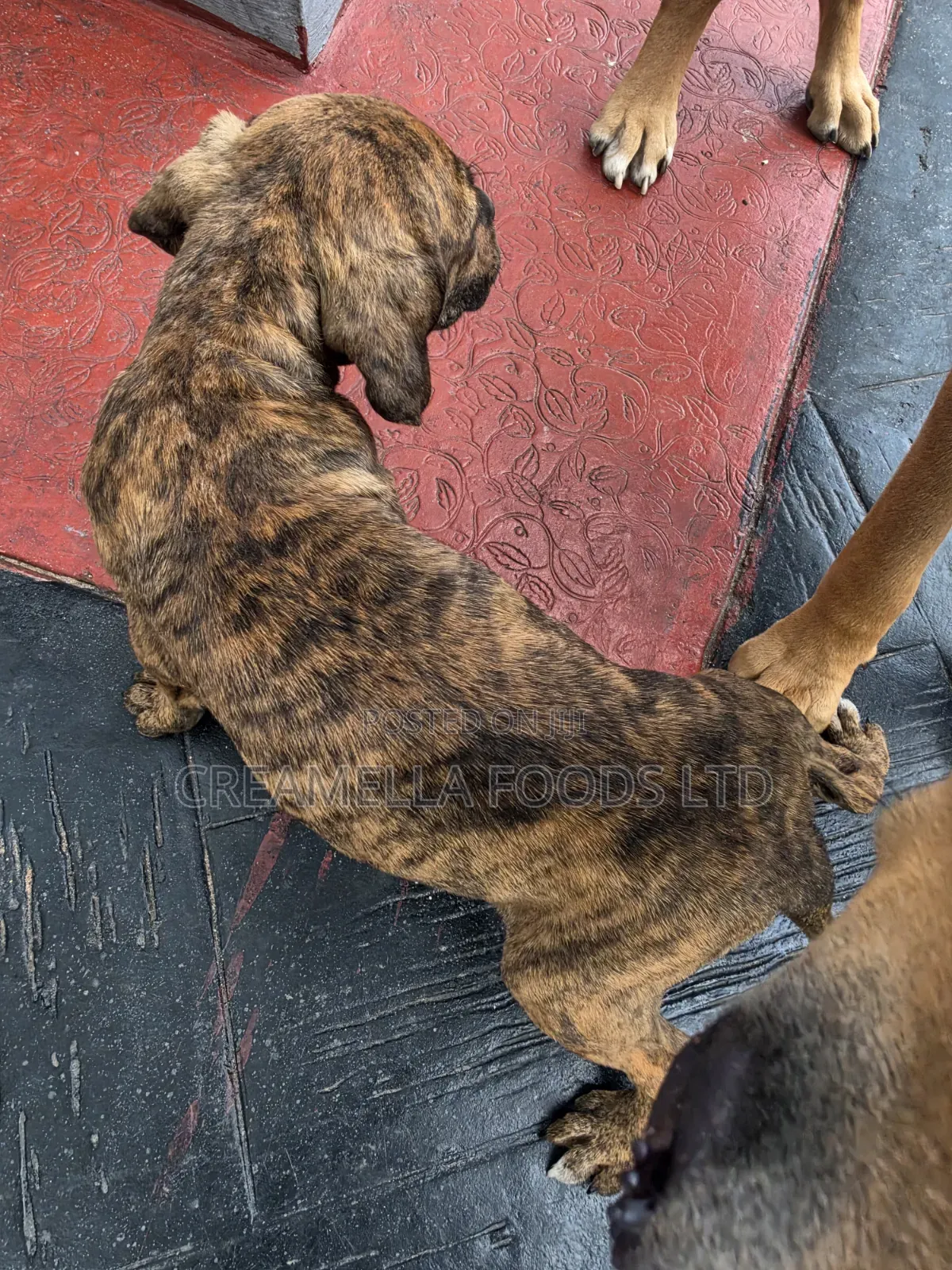3-6 months Female Purebred Boerboel