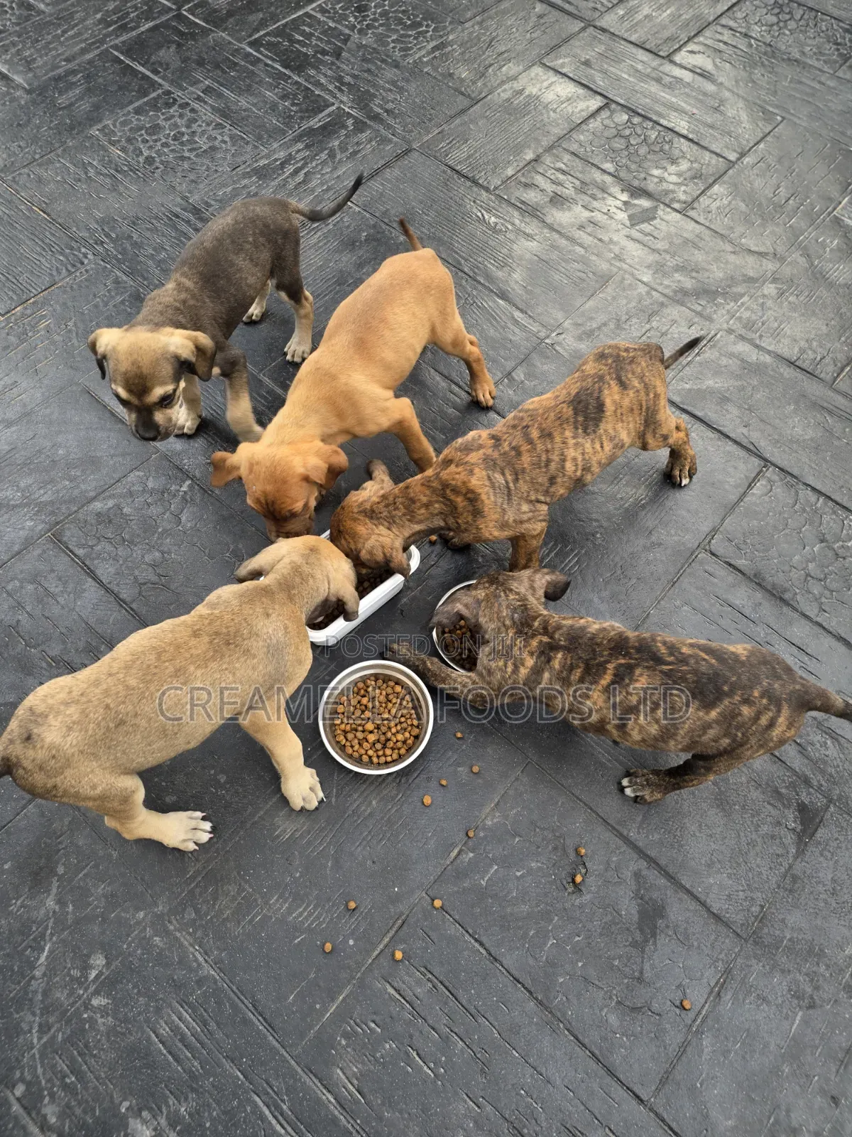 3-6 months Female Purebred Boerboel