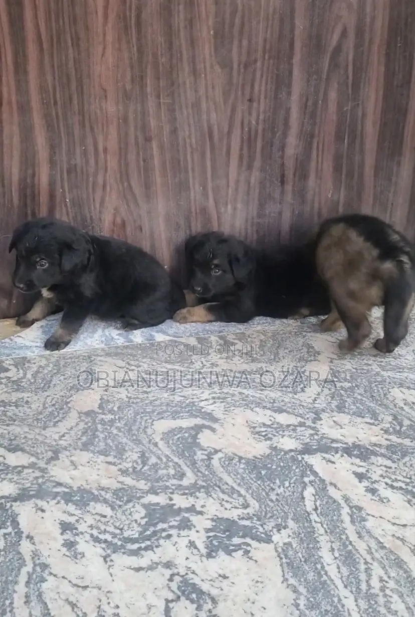 1-3 months Female Purebred German Shepherd