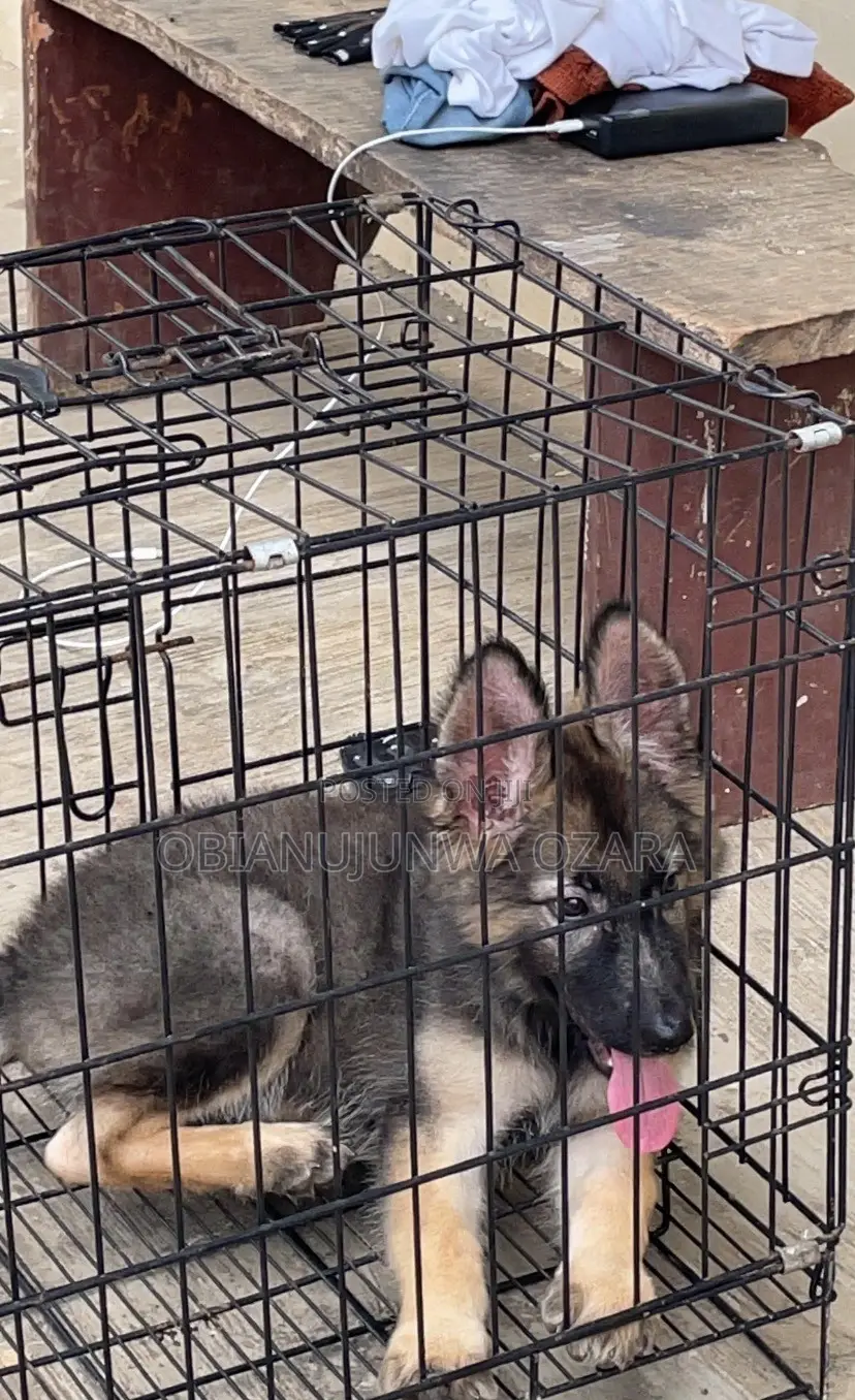 1-3 months Female Purebred German Shepherd
