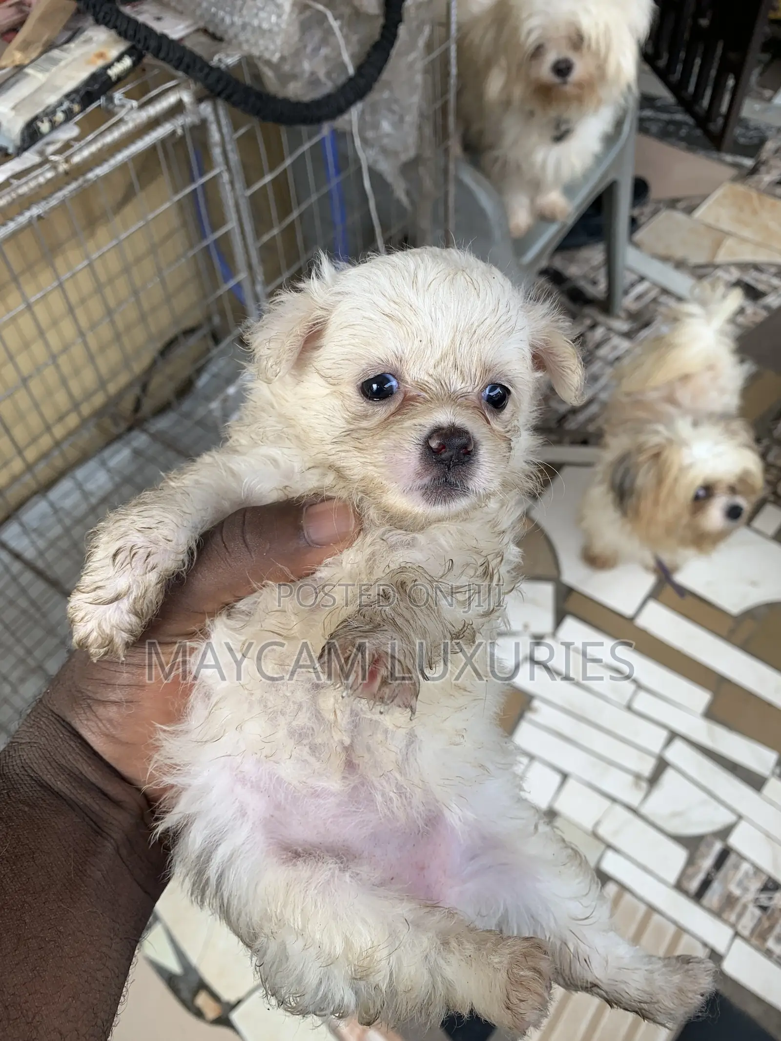 1-3 months Female Purebred American Eskimo