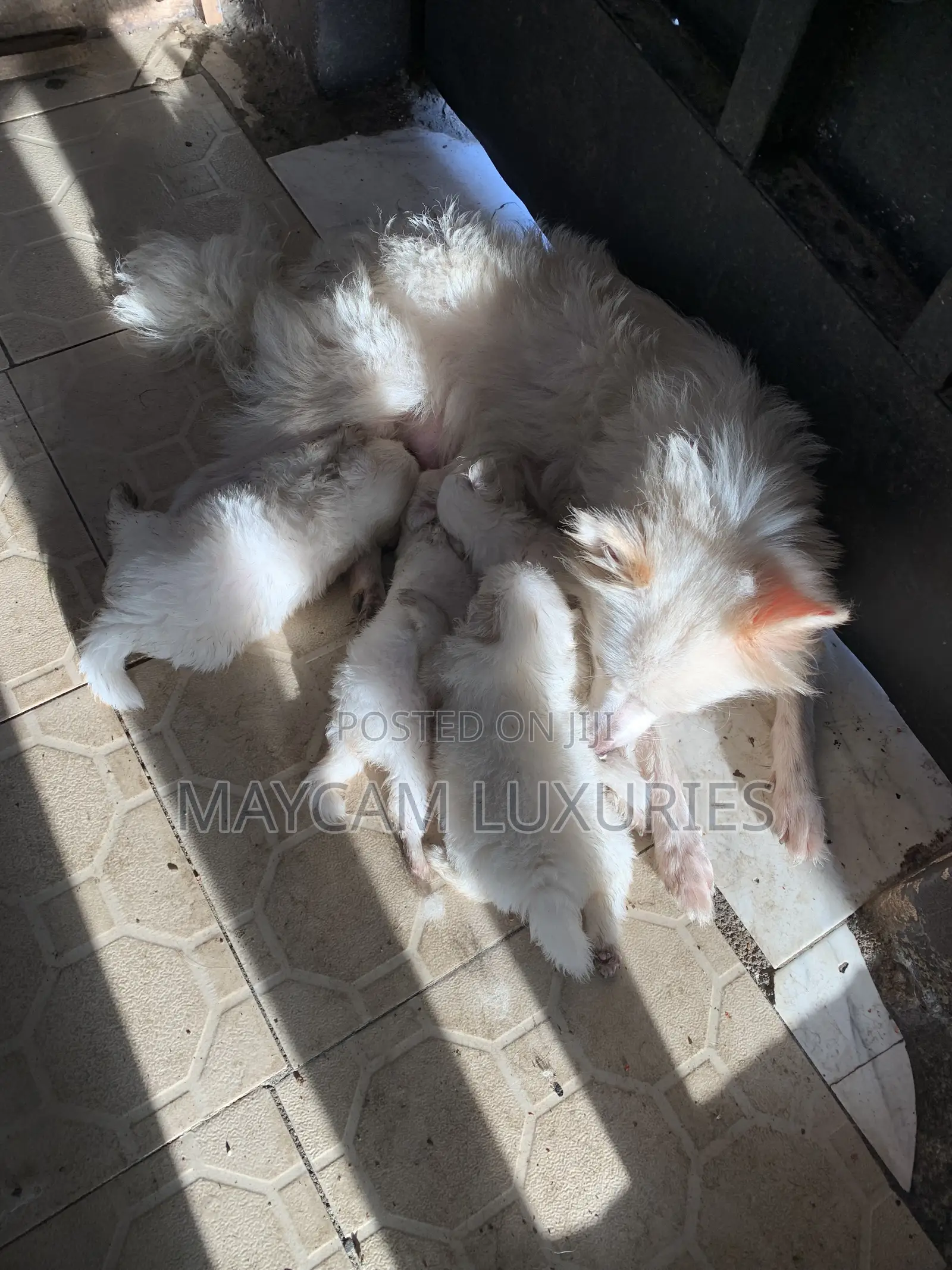 1-3 months Female Purebred American Eskimo