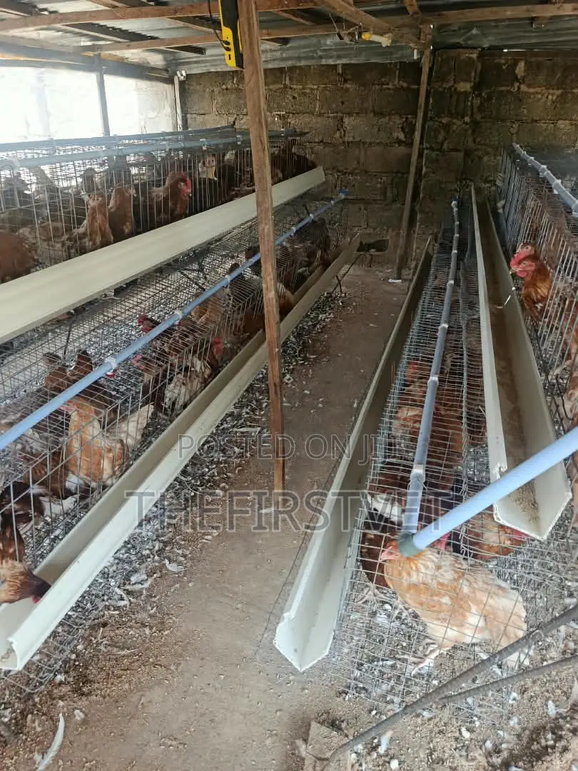 Battery Cage