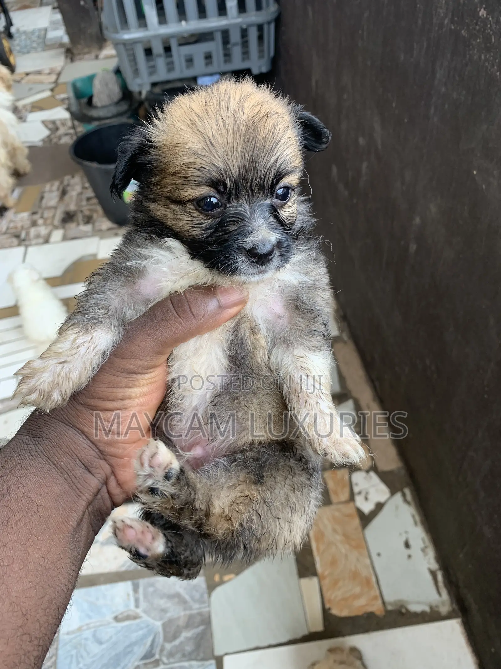 1-3 months Male Purebred Lhasa Apso