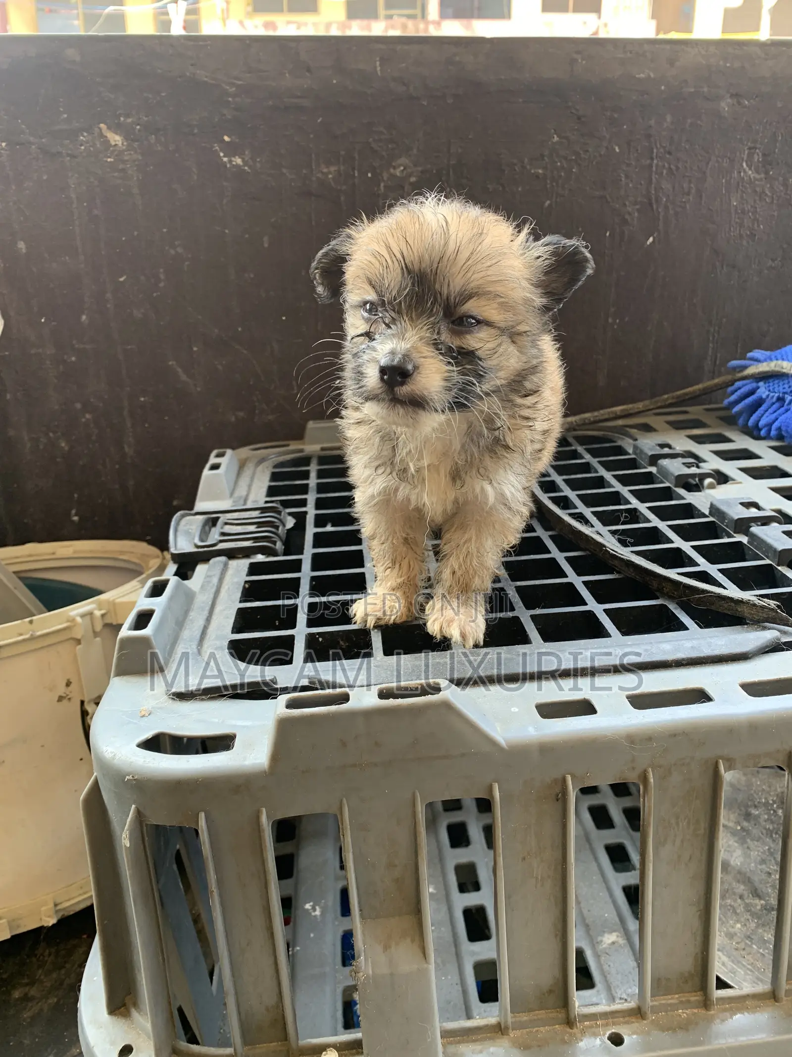 1-3 months Male Purebred Lhasa Apso
