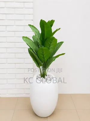 Outdoor and Indoor Flower