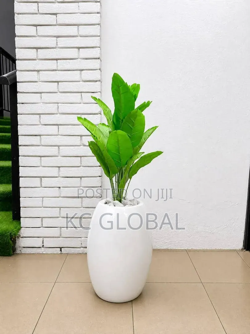 Outdoor and Indoor Flower