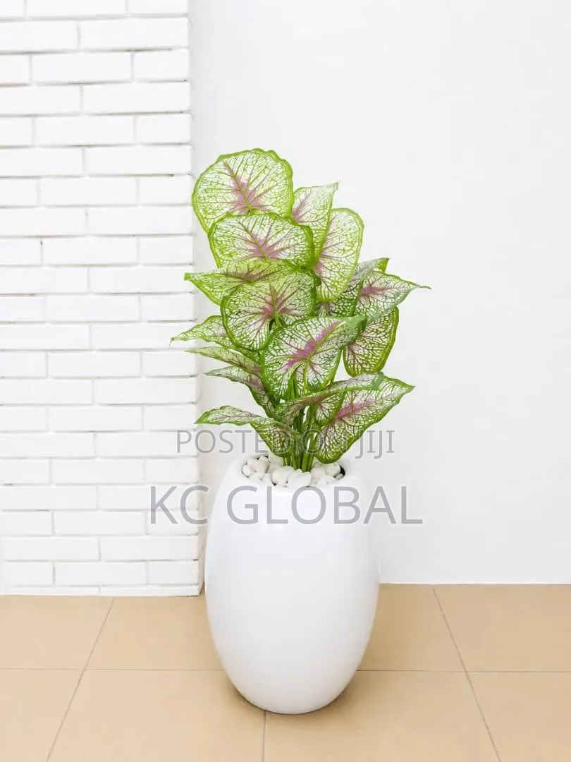 Outdoor and Indoor Flower