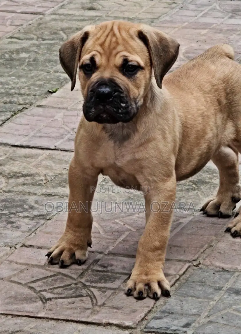 1-3 months Female Purebred Boerboel