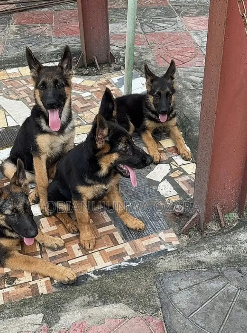 1-3 months Female Purebred German Shepherd