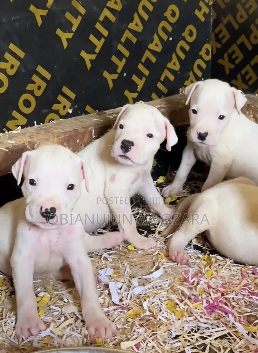 1-3 months Female Purebred Dogo Argentino
