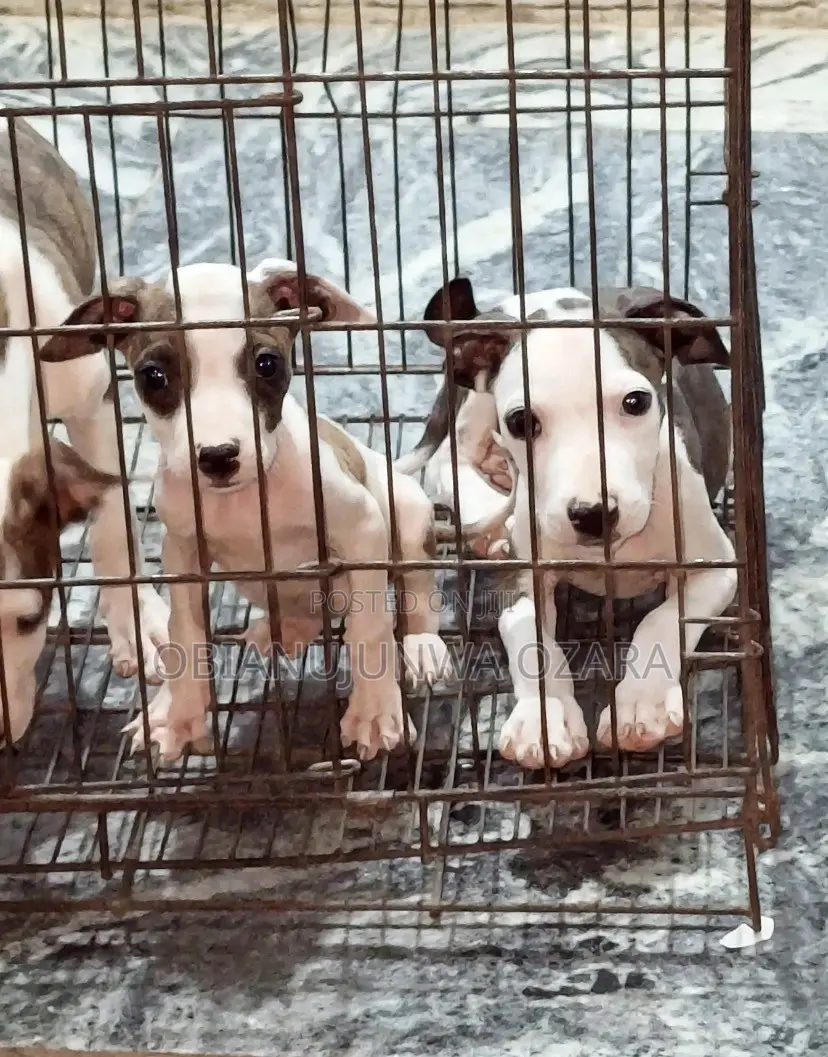 1-3 months Female Purebred American Pit Bull Terrier