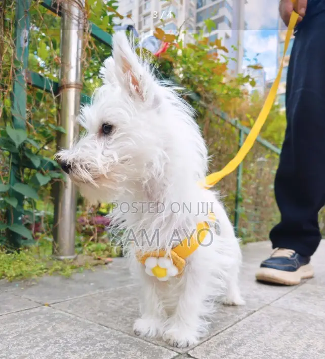 Pet Dog Leash Harness