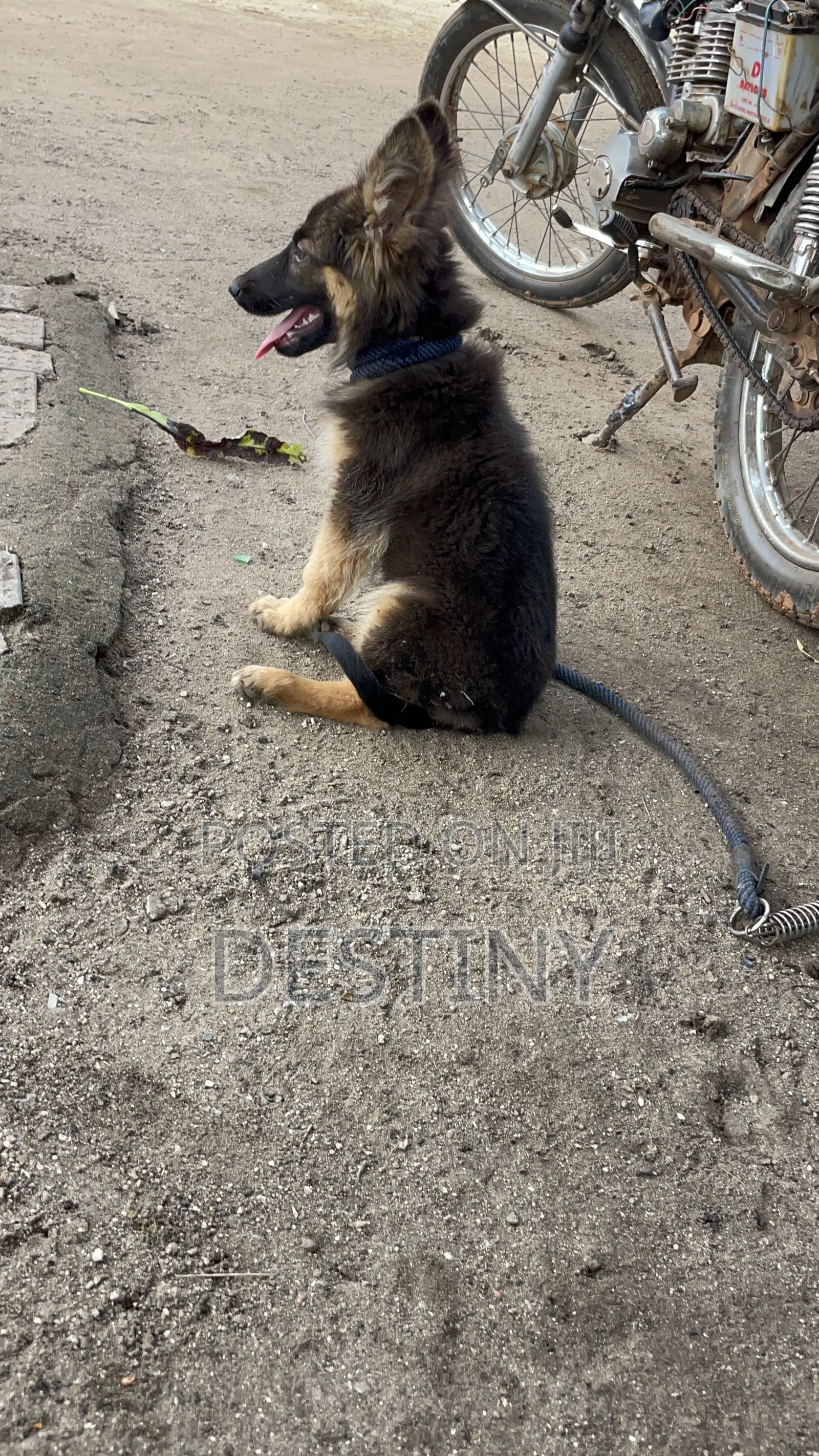 3-6 months Female Purebred German Shepherd