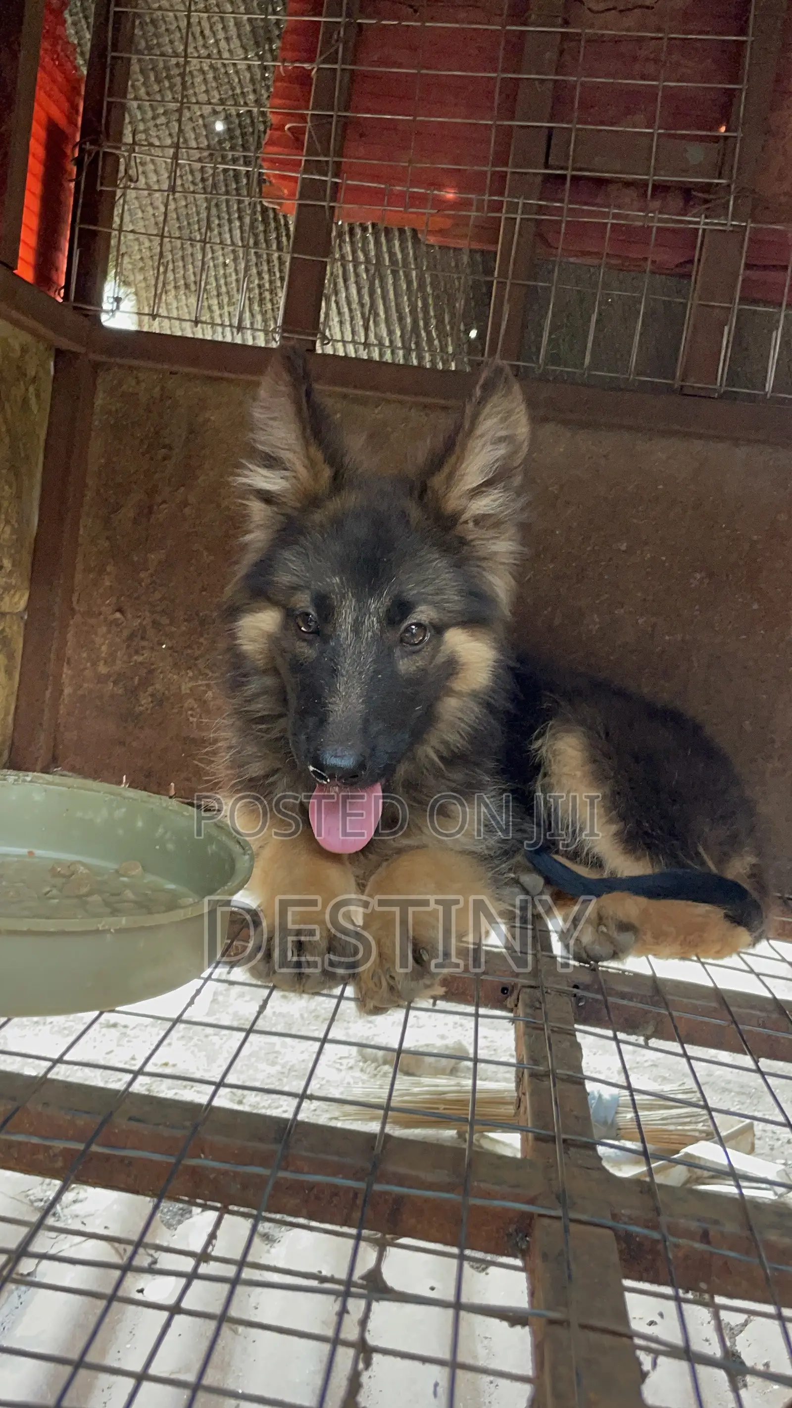 3-6 months Female Purebred German Shepherd