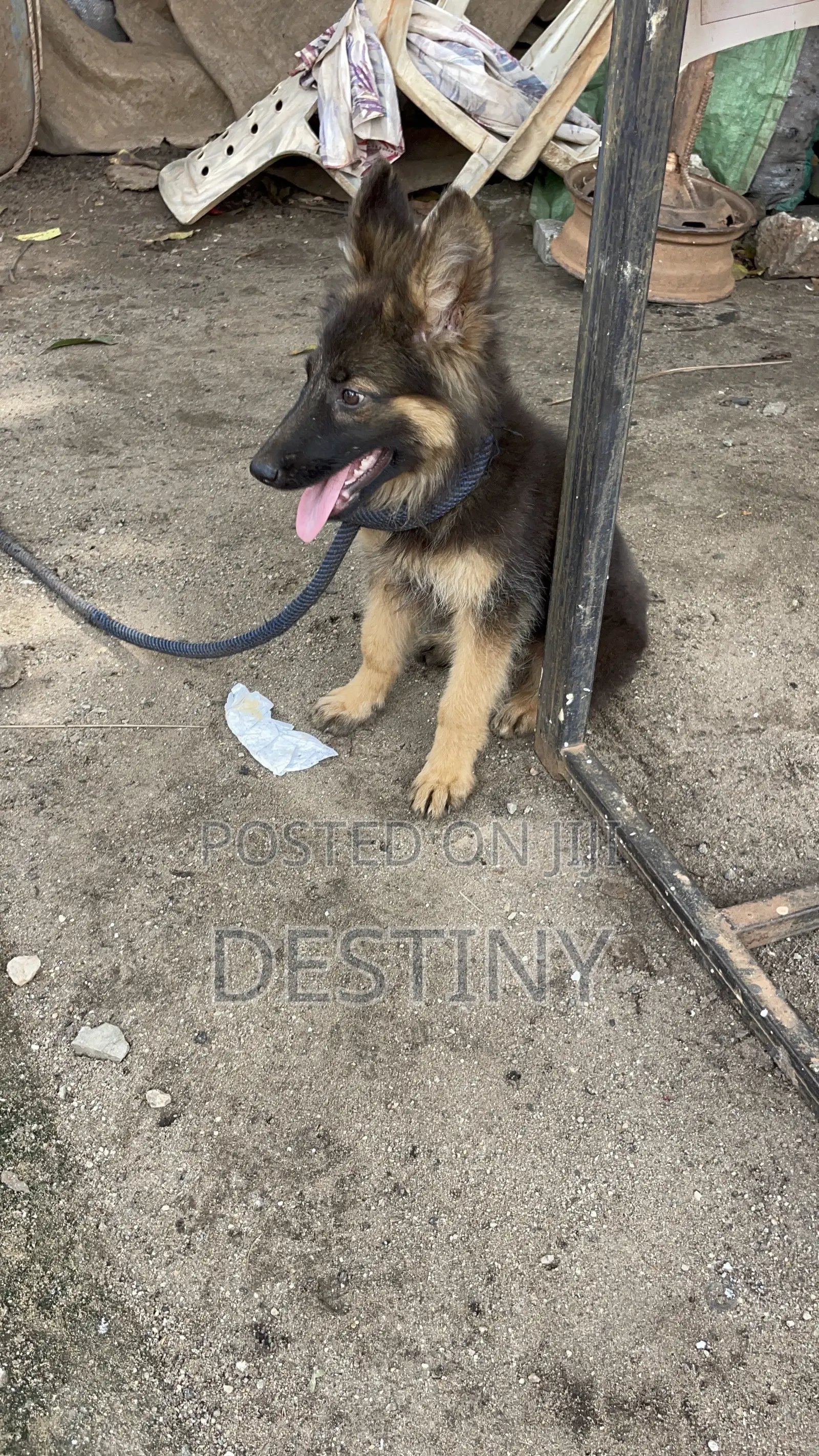 3-6 months Female Purebred German Shepherd