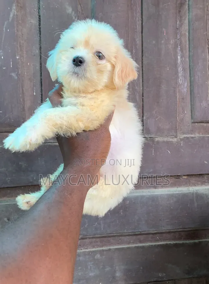 1-3 months Female Purebred American Eskimo